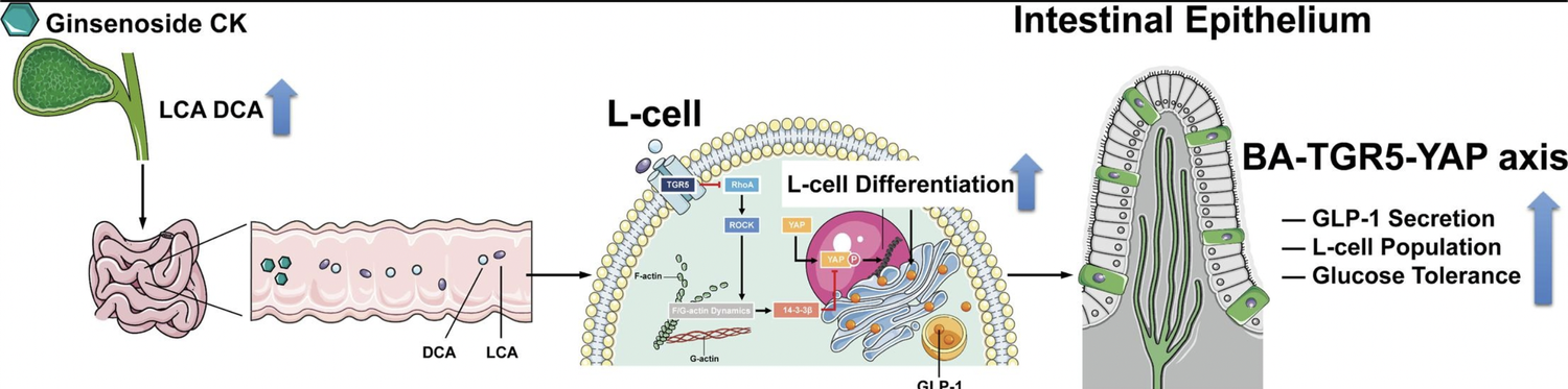 Natural Ways to Boost GLP-1 Levels - wellbeingnutrition.com