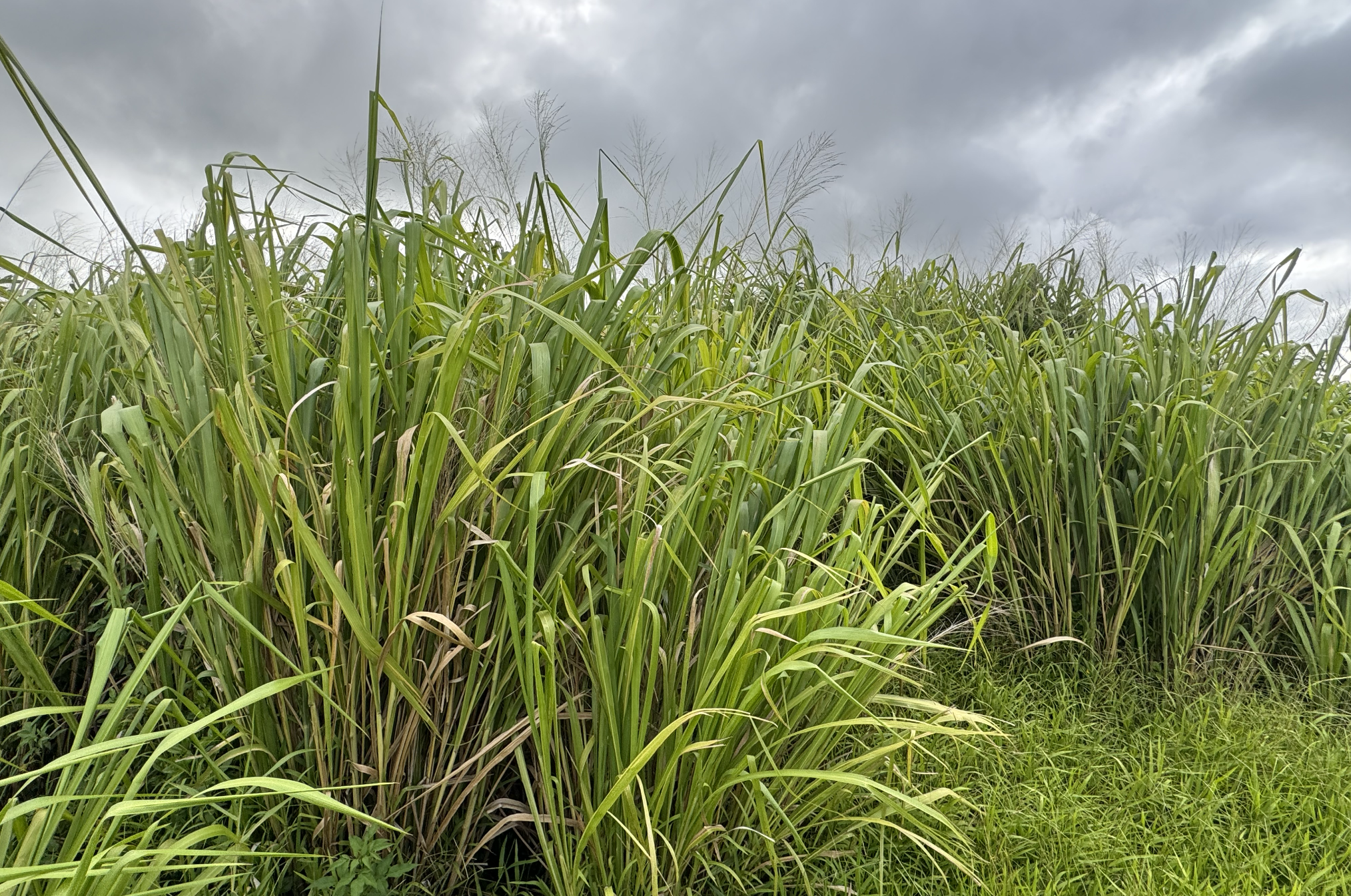 Newsletter #67: 🌾 What else could be true? 