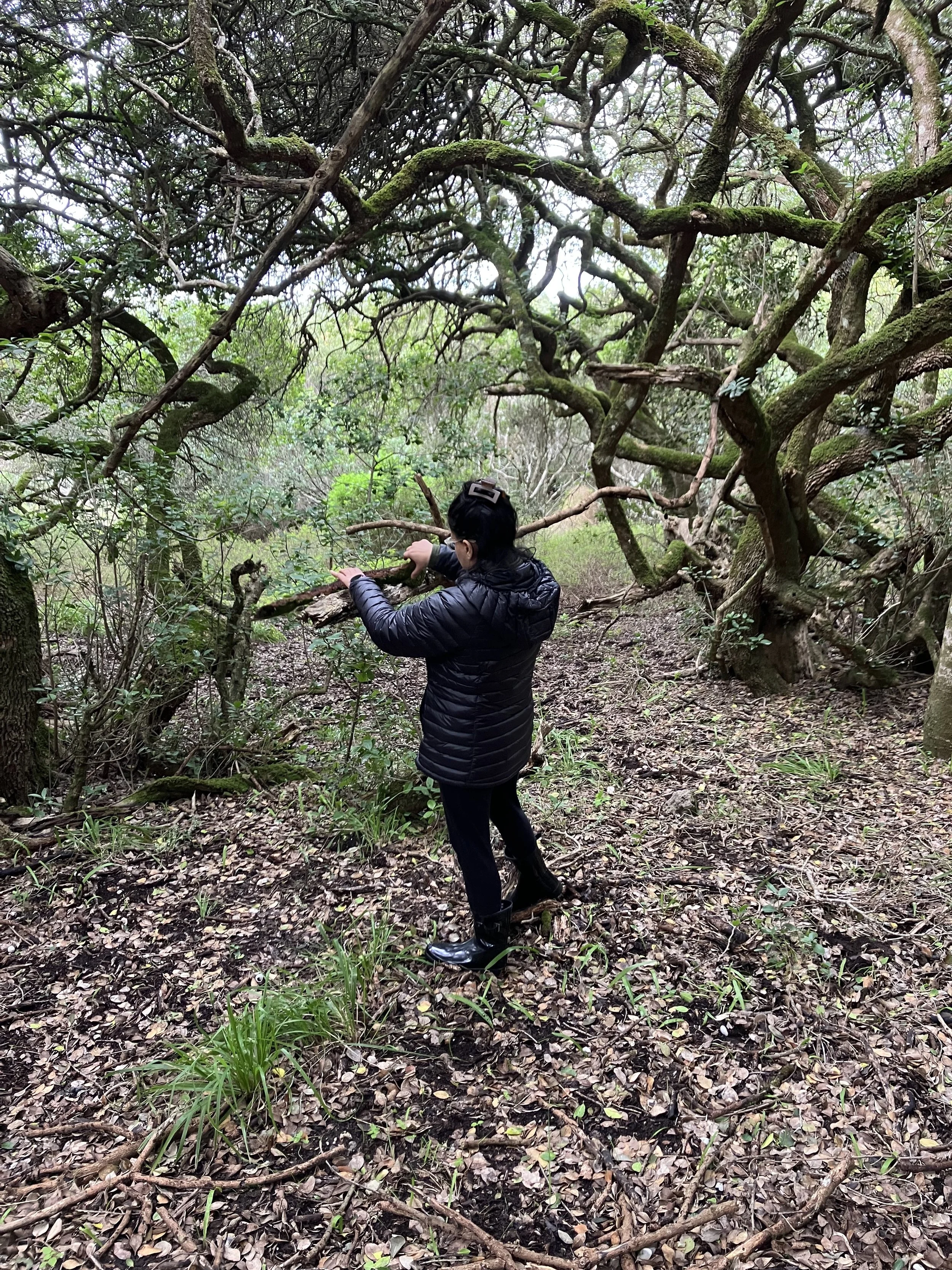 sabeeha forest.jpg
