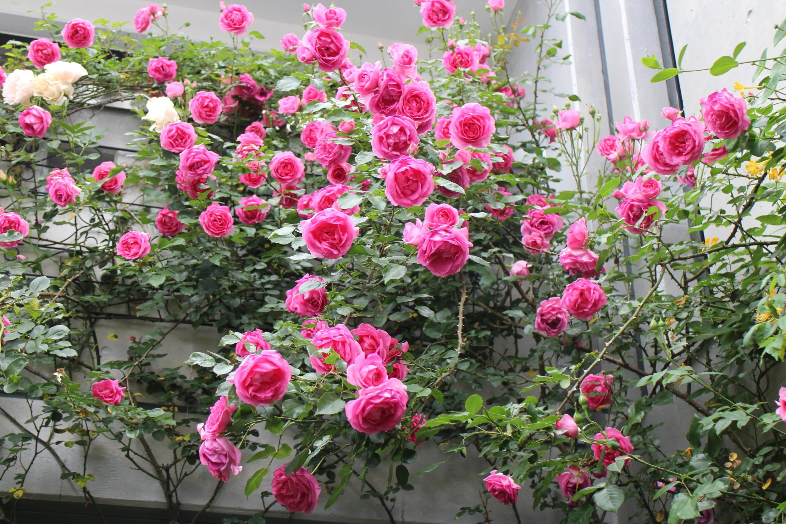 Rose Section