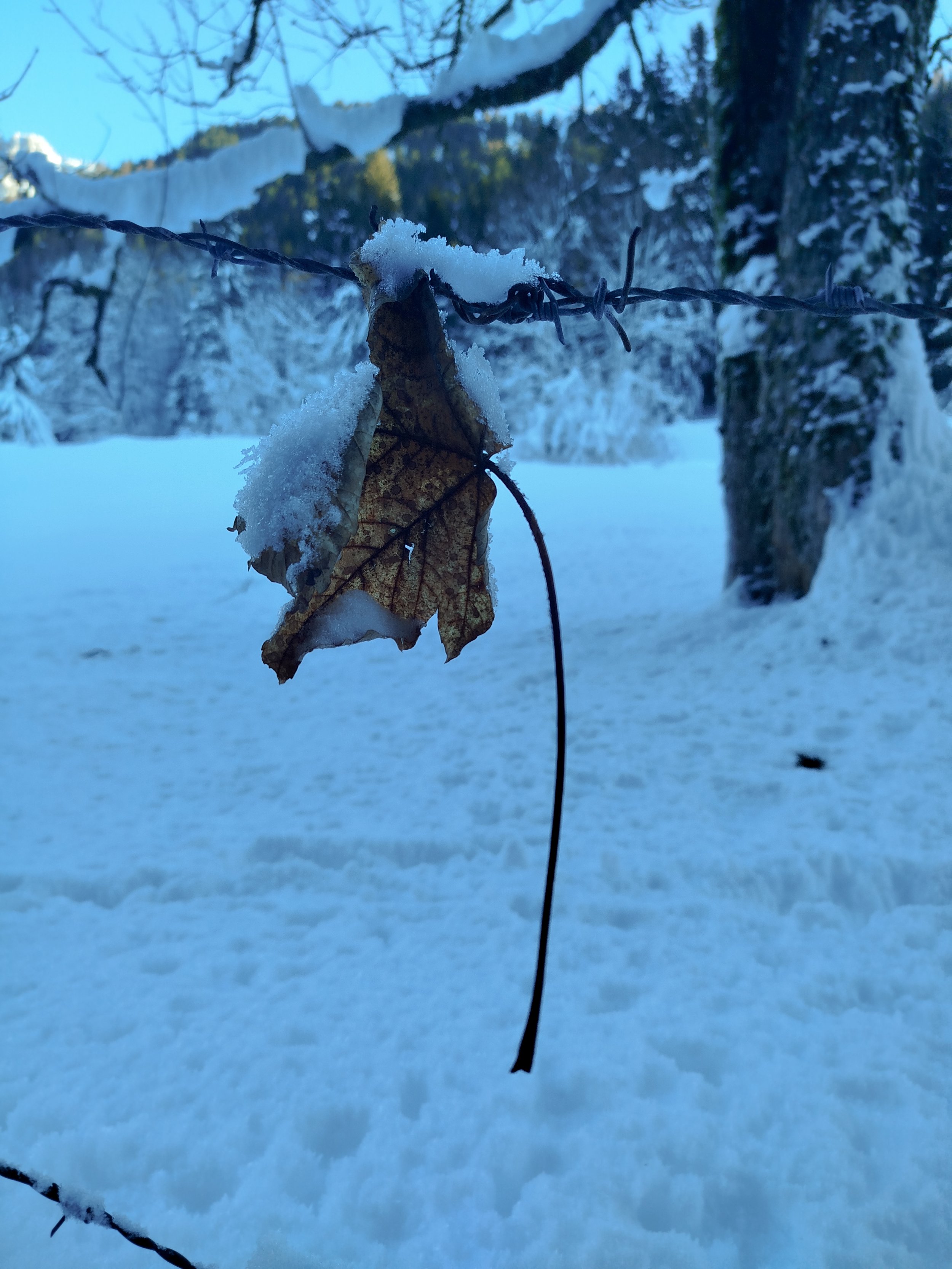 Ecorituel decouverte solstice d’hiver