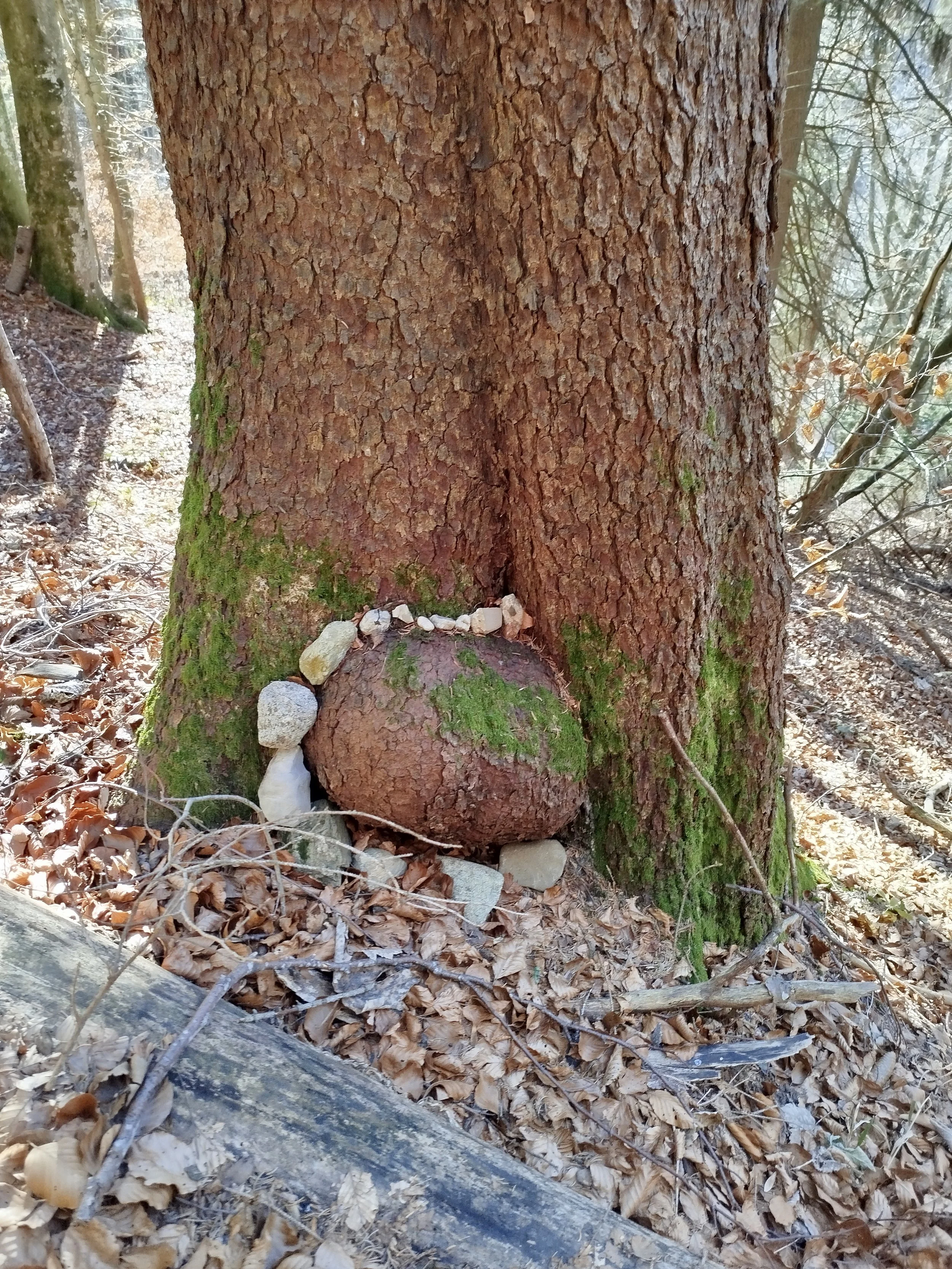 Un tronc d'arbre dans une forêt avec des feuilles mortes au sol et de petites pierres posées à sa base.