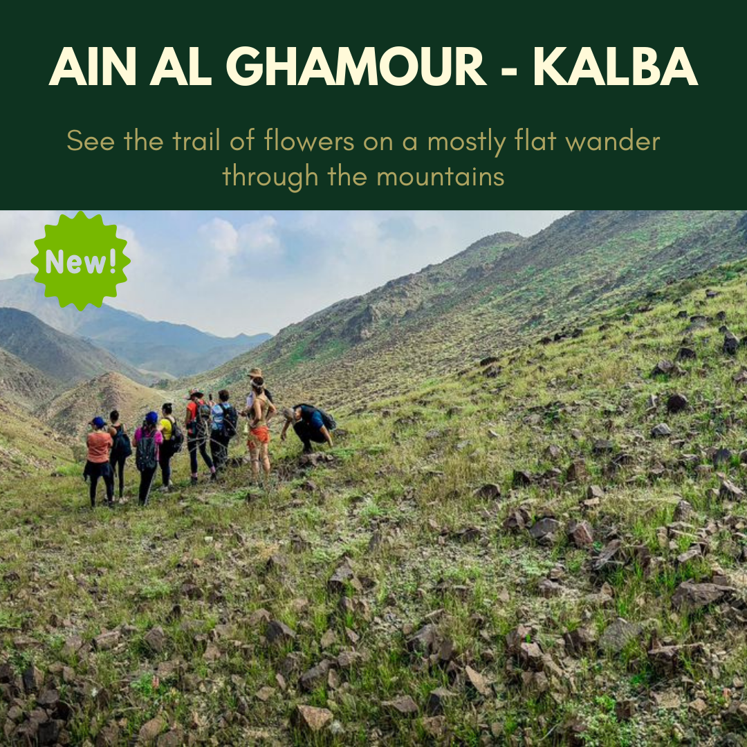 My Journey through Ain Ghamour's Enchanting Oasis
