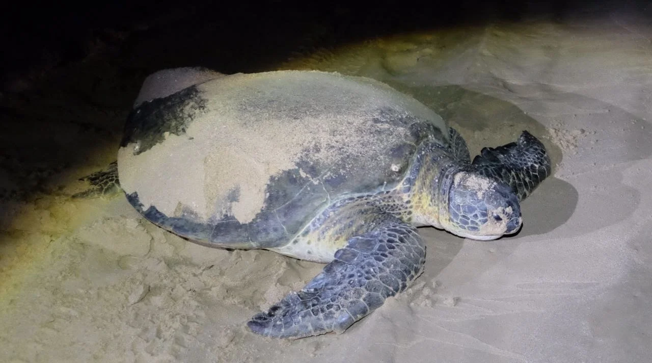 The Turtle Trip: A Journey from Wadi Shab to Ras al Jinz