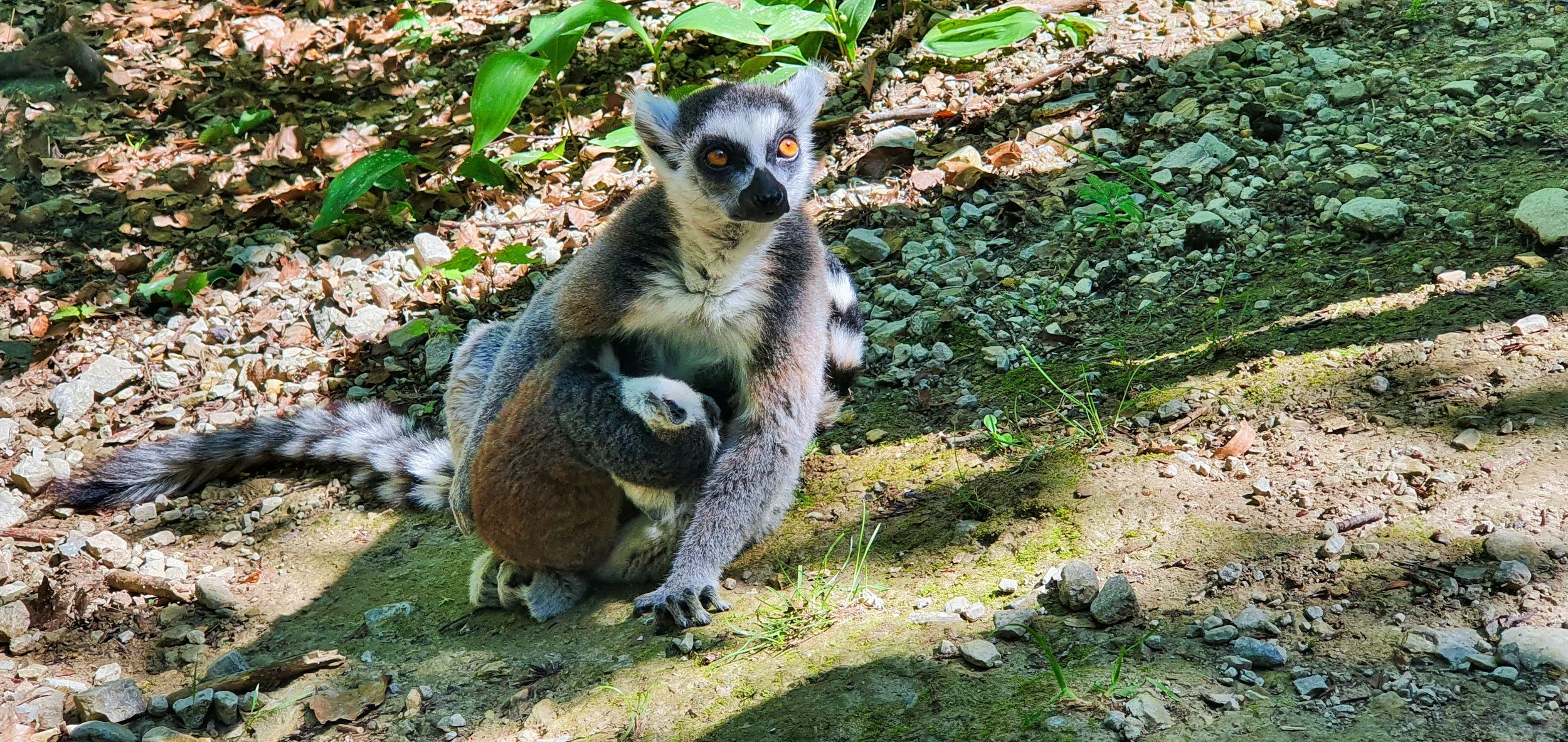 MADAGASCAR SOUTH: LEMURS, RAINFORESTS, CANYONS AND JUNGLES and HOT SPRINGS