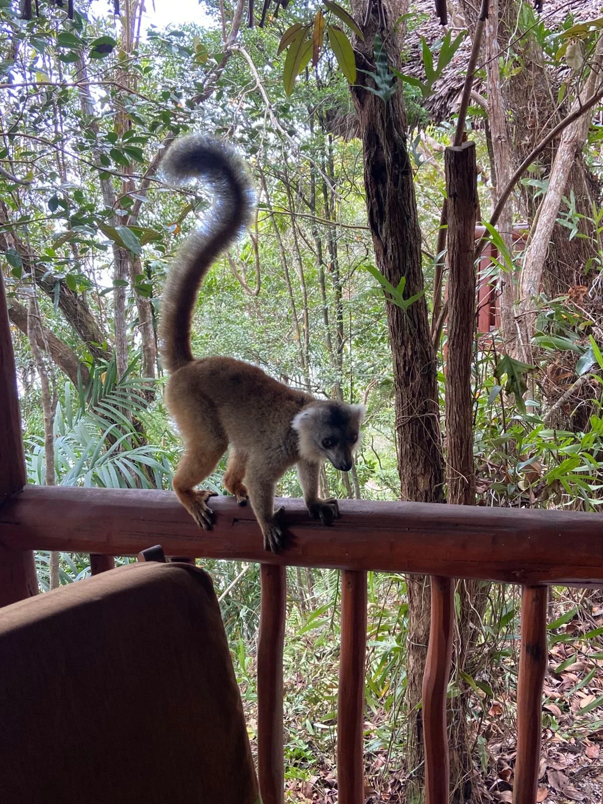 lemurs madagascar1.jpeg