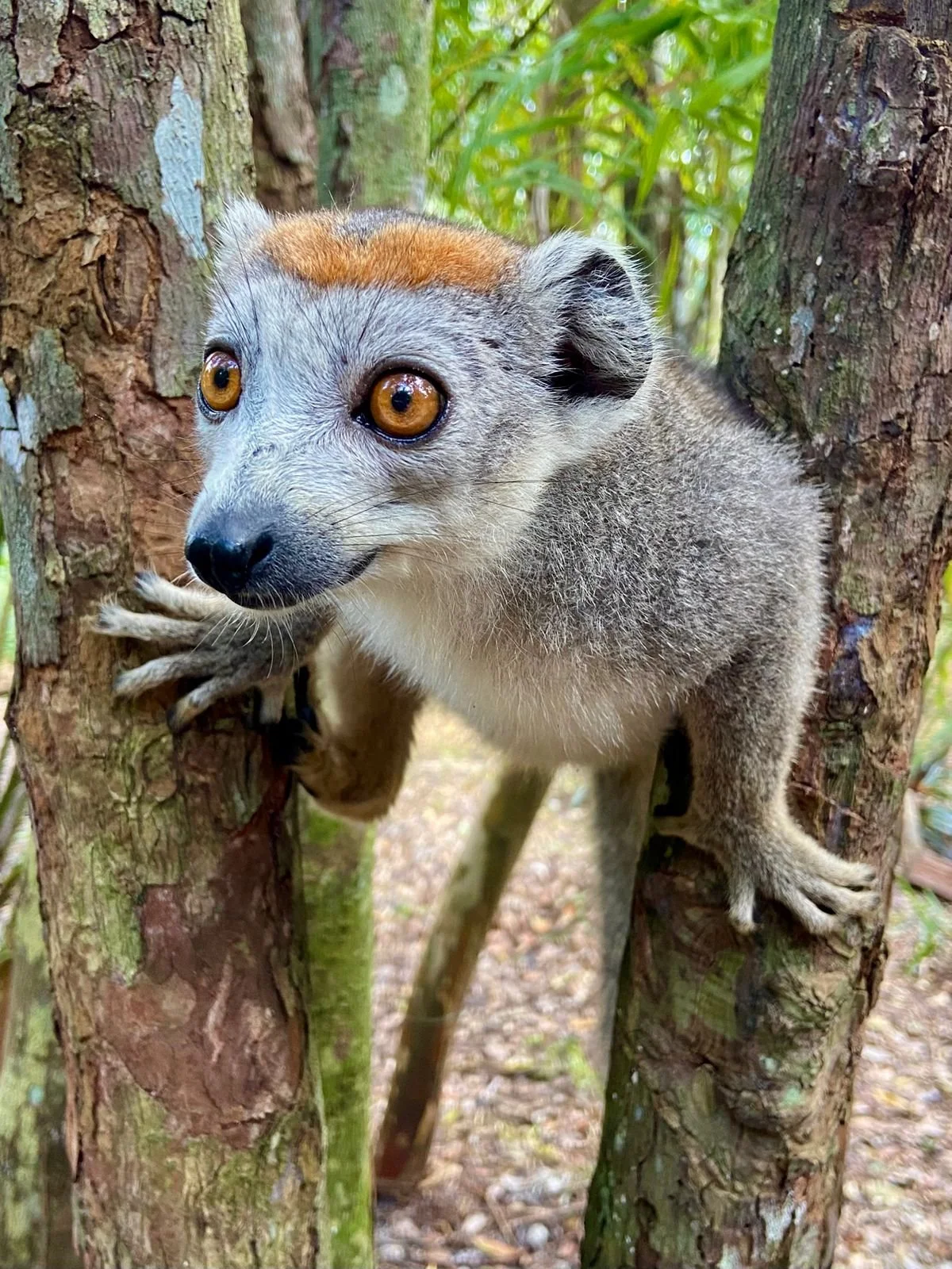 lemurs of madagascar2.jpeg