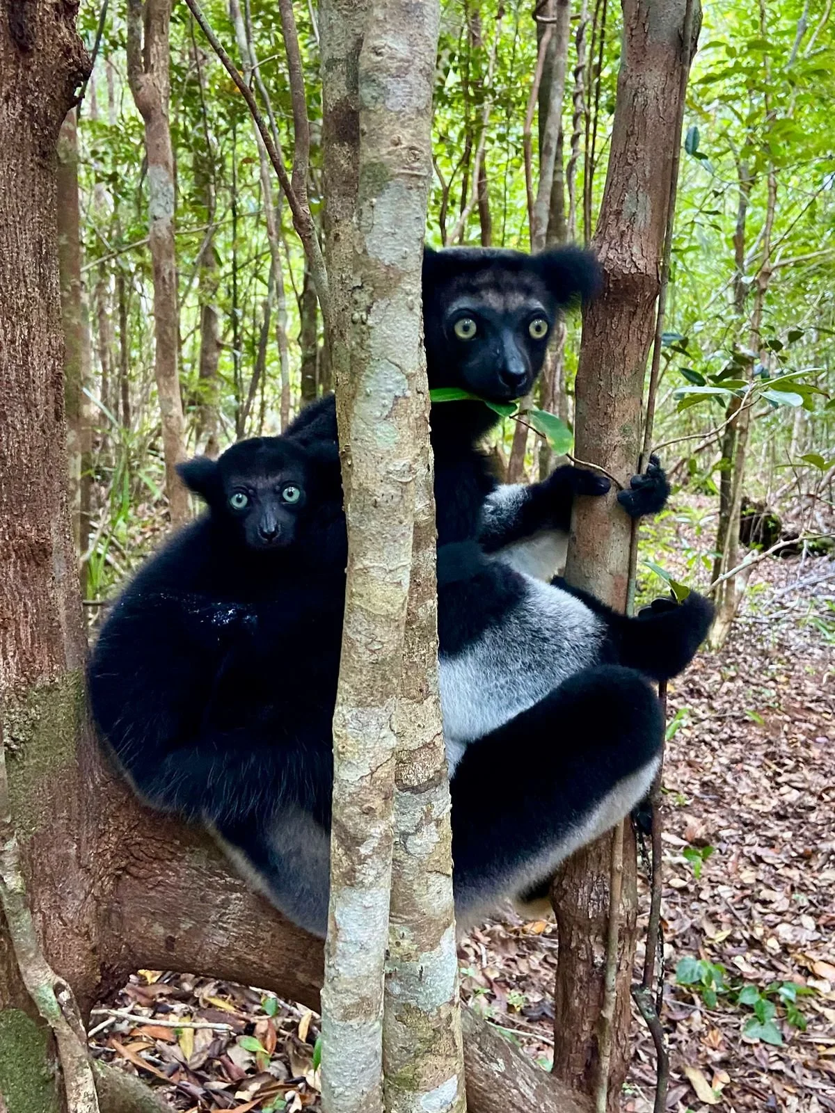 lemursof madagascar3.jpeg