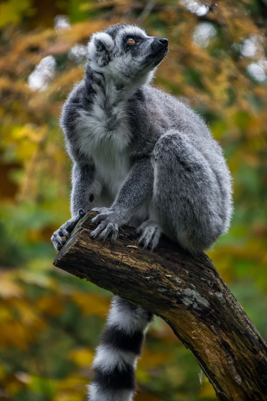 ring-tailed-lemur-4866189_1280.jpg