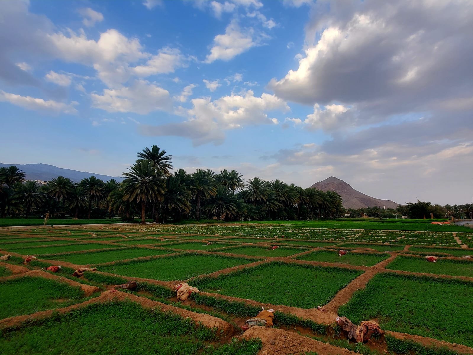 Local Farms