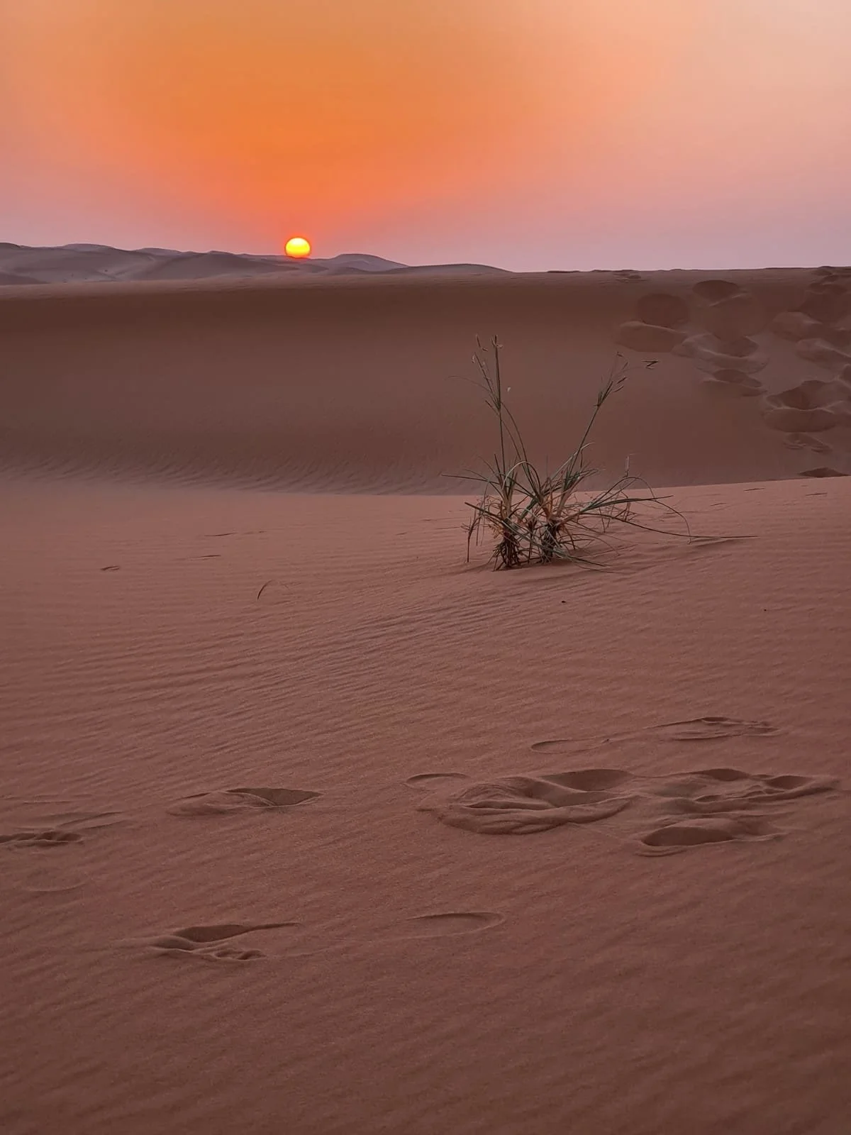 The Amazing Dune Race: Family Version at Discover Liwa