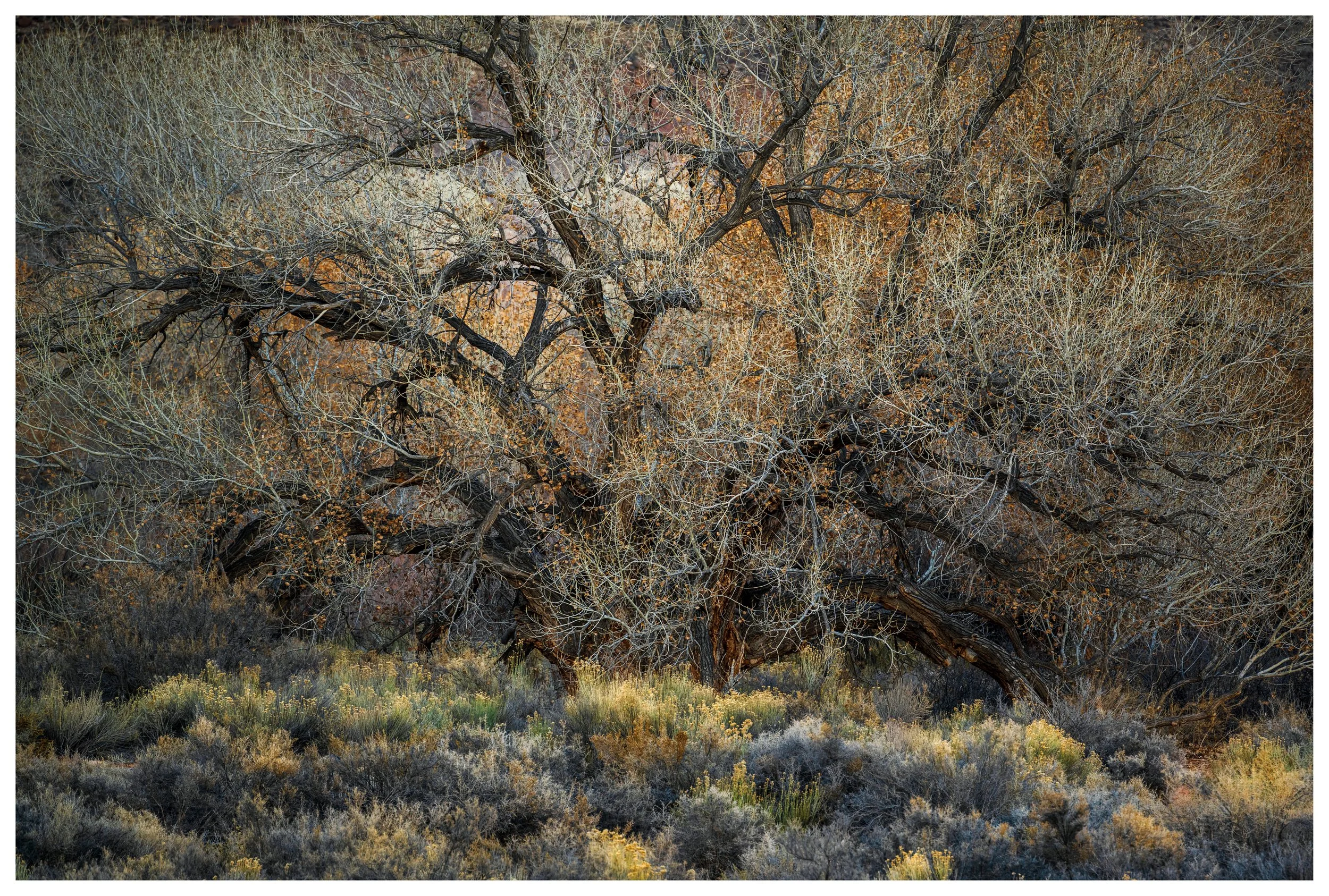 Big Daddy
Utah, 2025