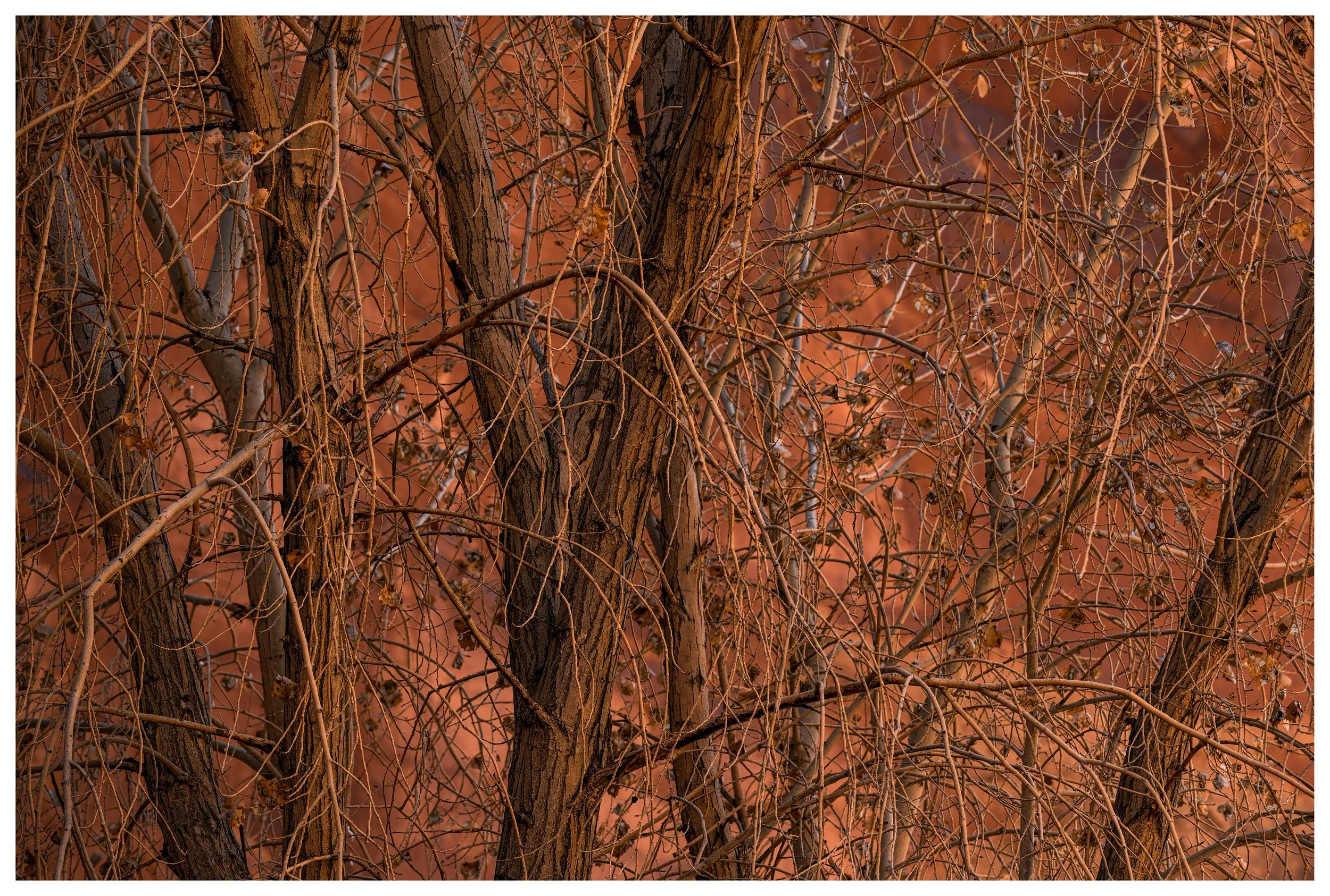 Where The Leprechauns Hide
Utah, 2025