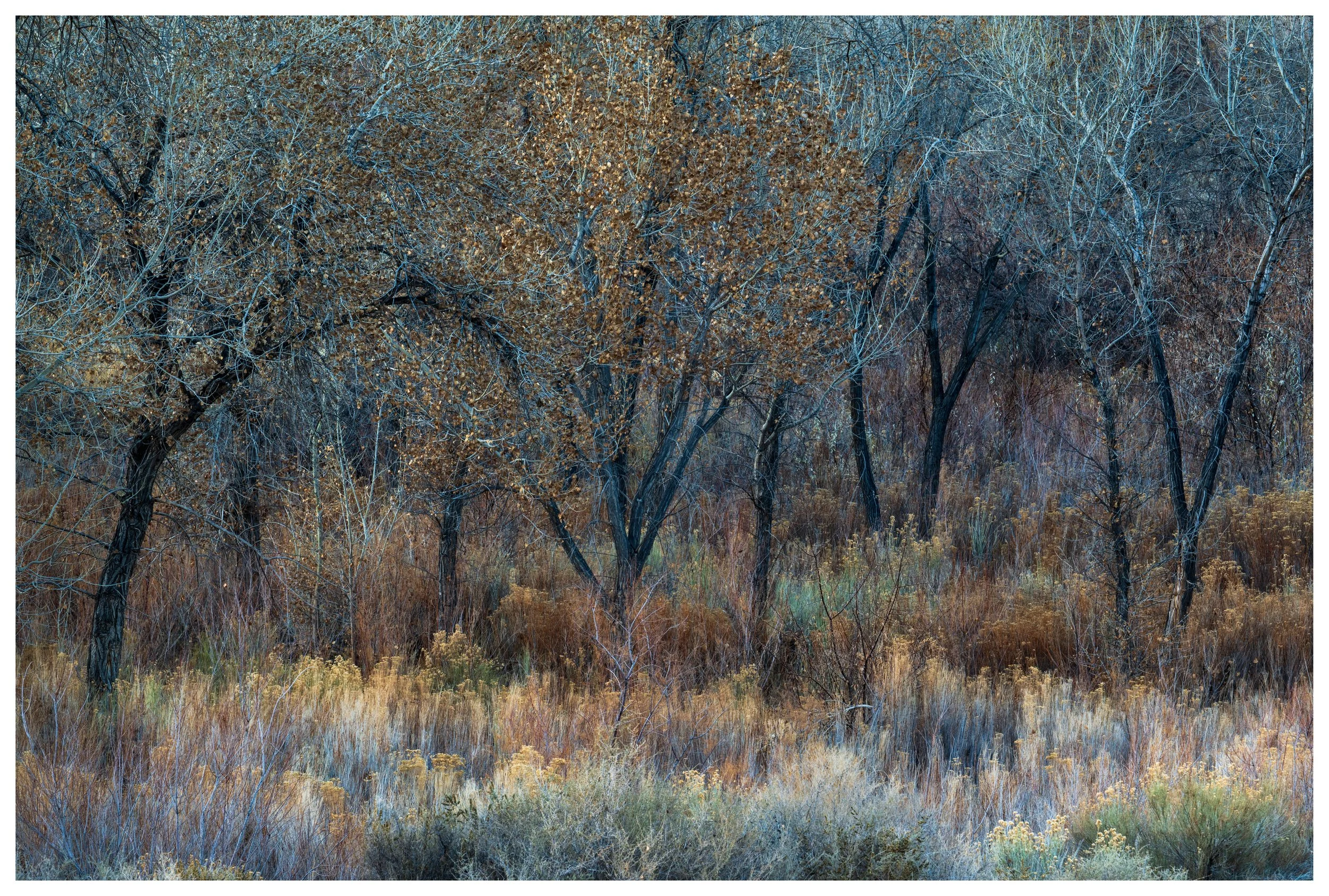 Orange Delight
Utah, 2025