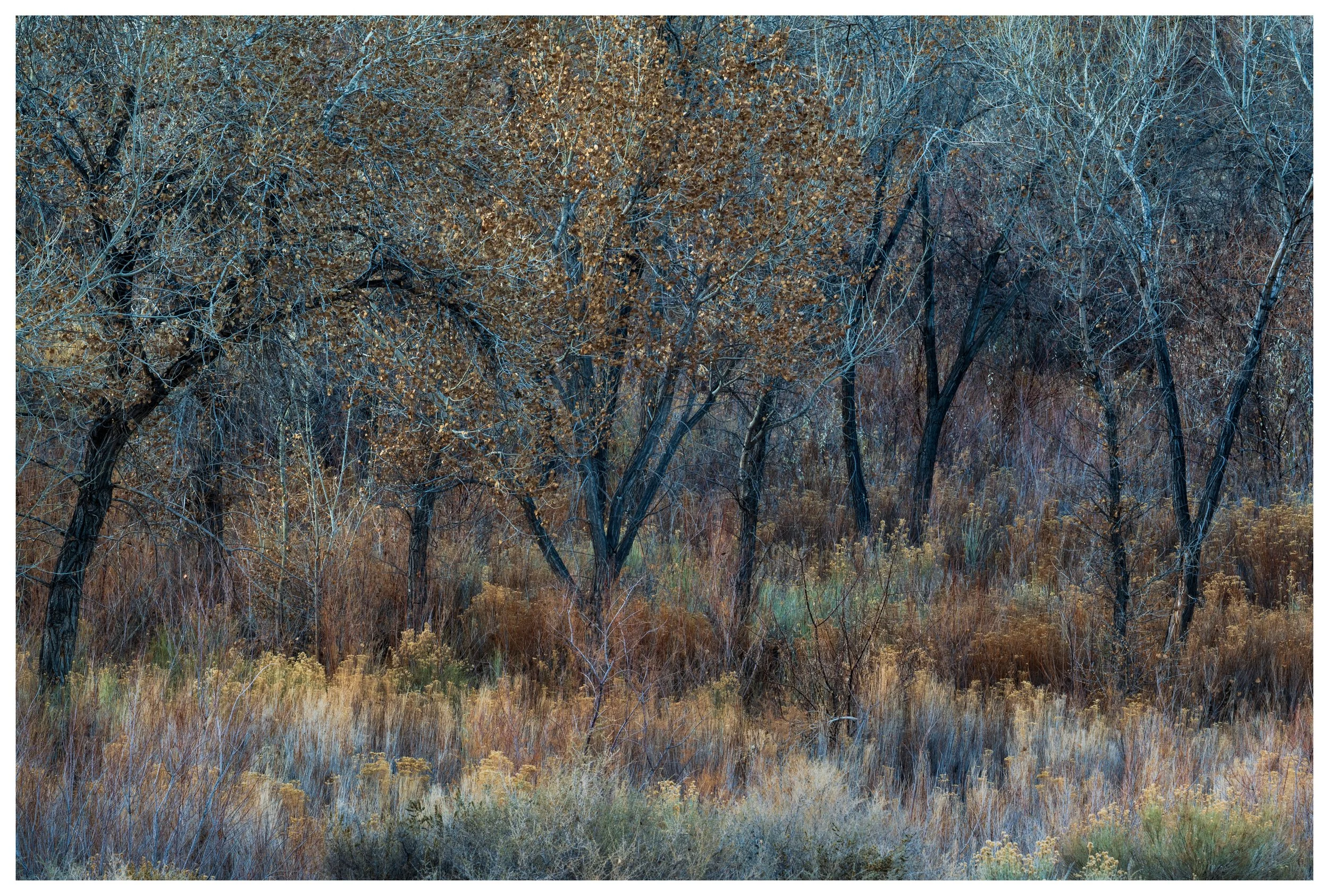 Orange Delight
Utah, 2025