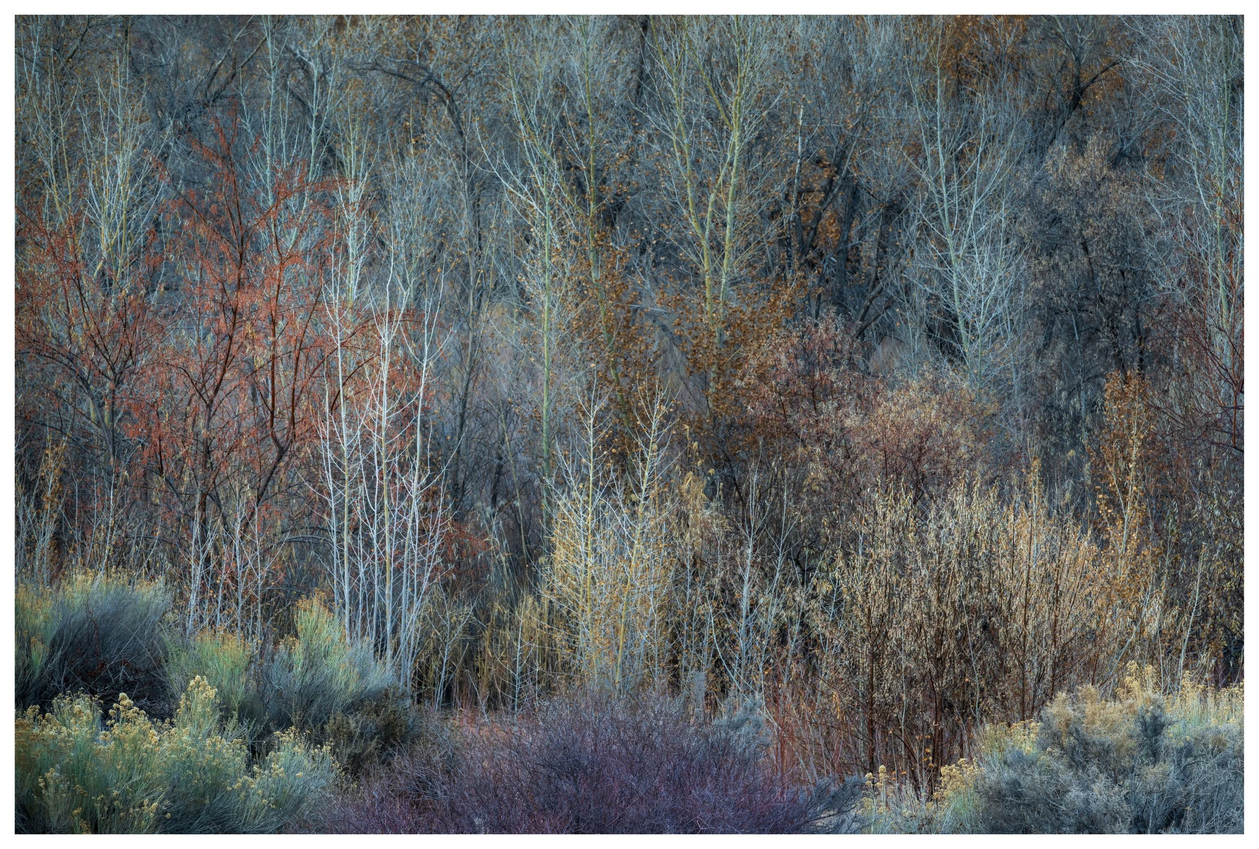 Colours of Winter
Utah, 2025