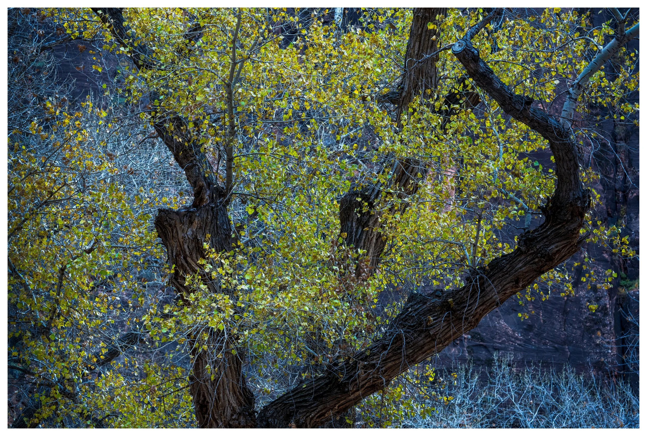 Zion Love
Utah, 2025