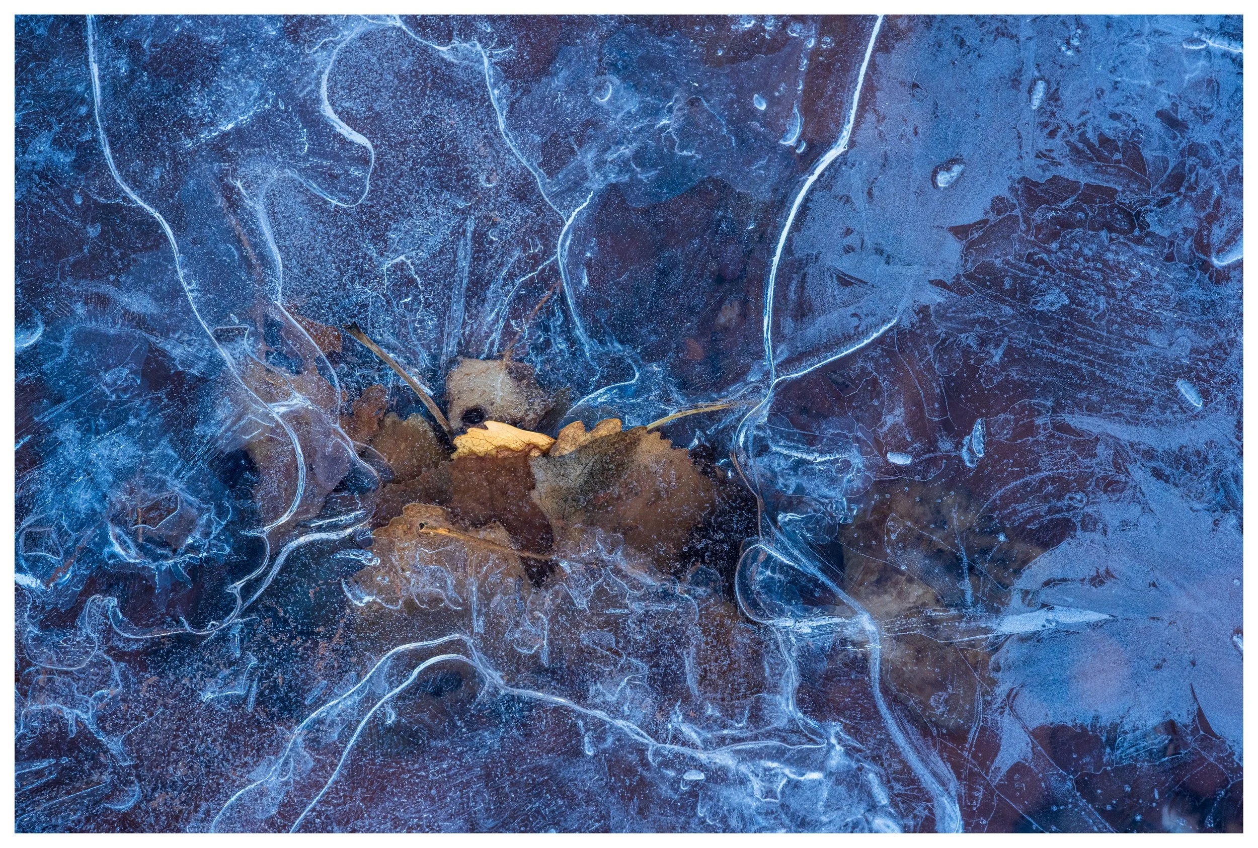 Frozen surface with dried leaves and cracks in the ice.