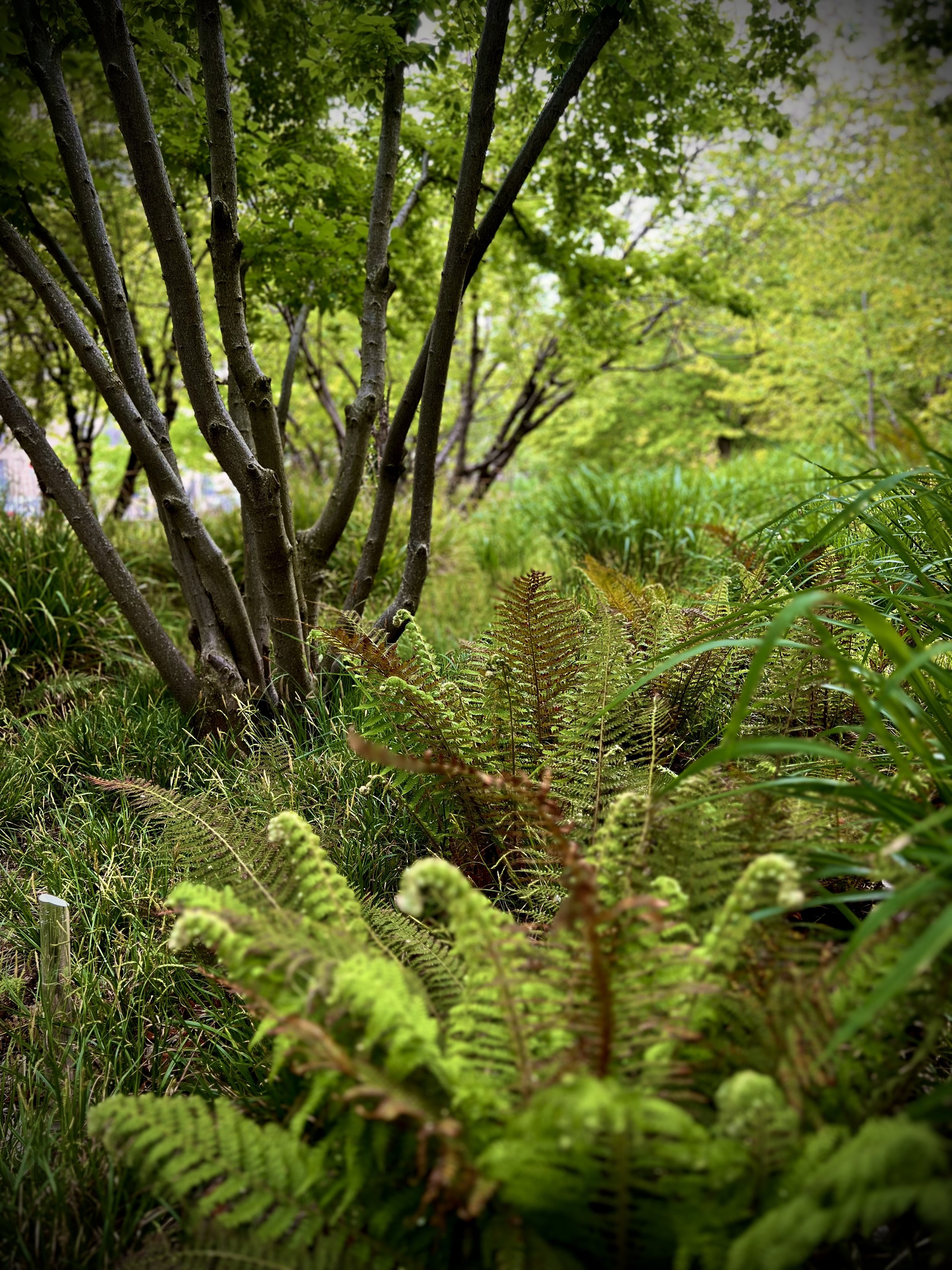 Forest Garden Planting - Barakura English Garden 