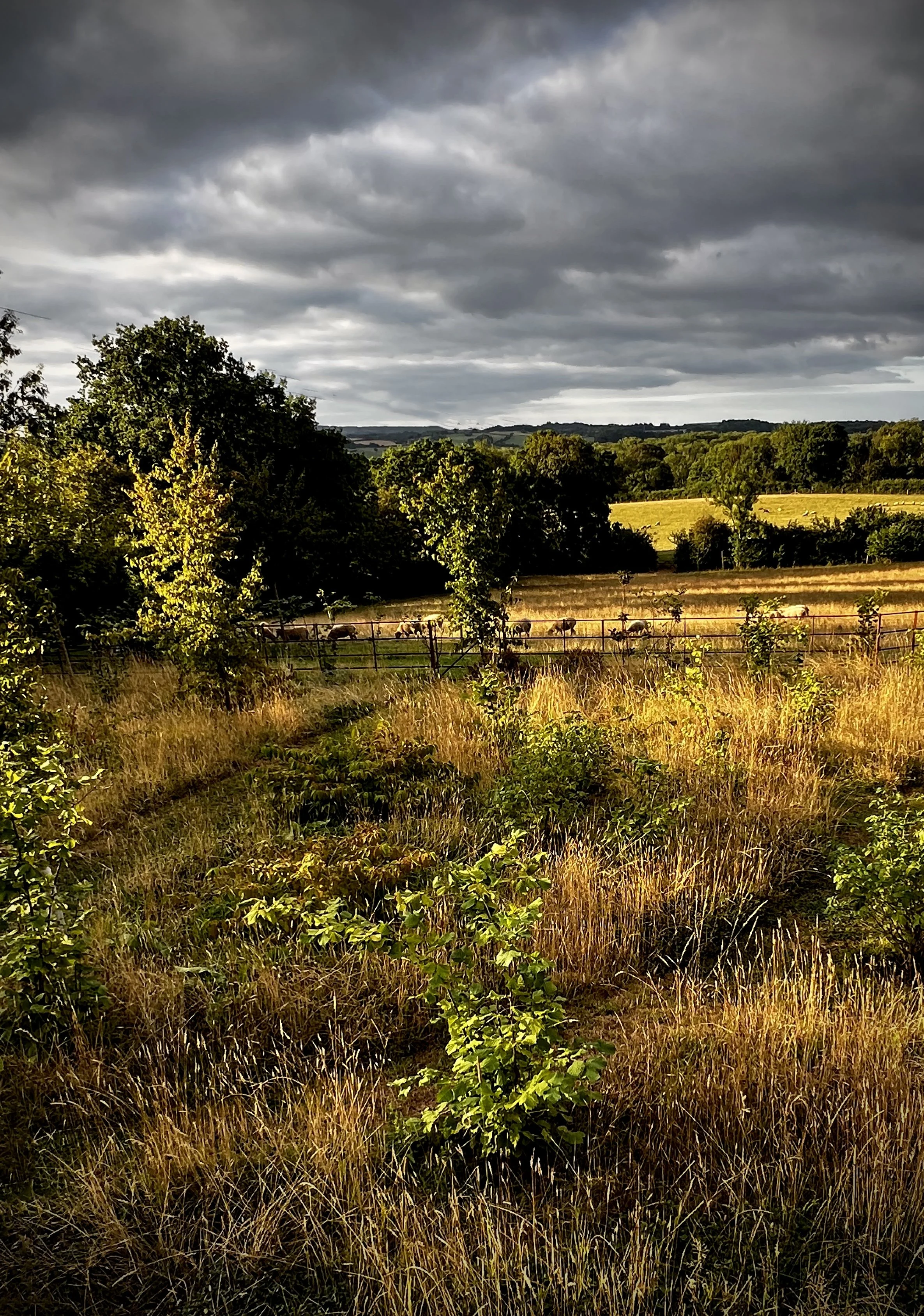 Countryside Connection  I  Devon