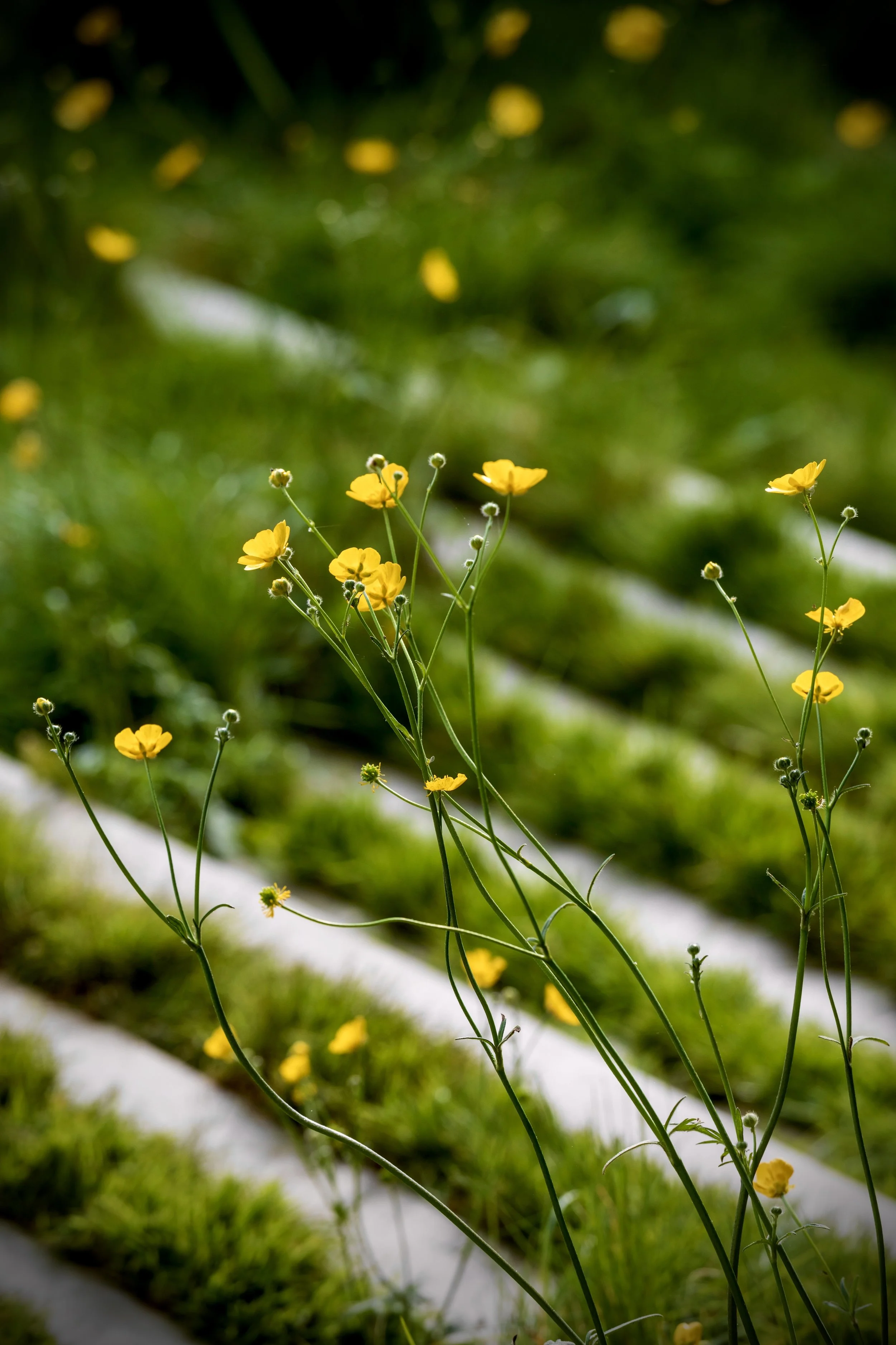 Verdant Silence  I  London