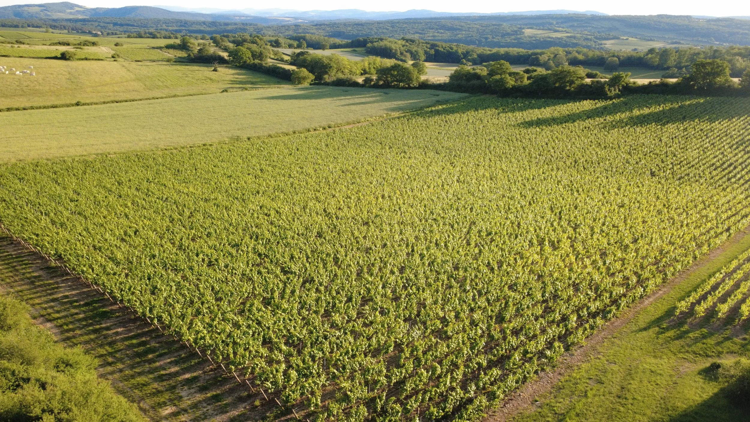 DJI_0199.JPG