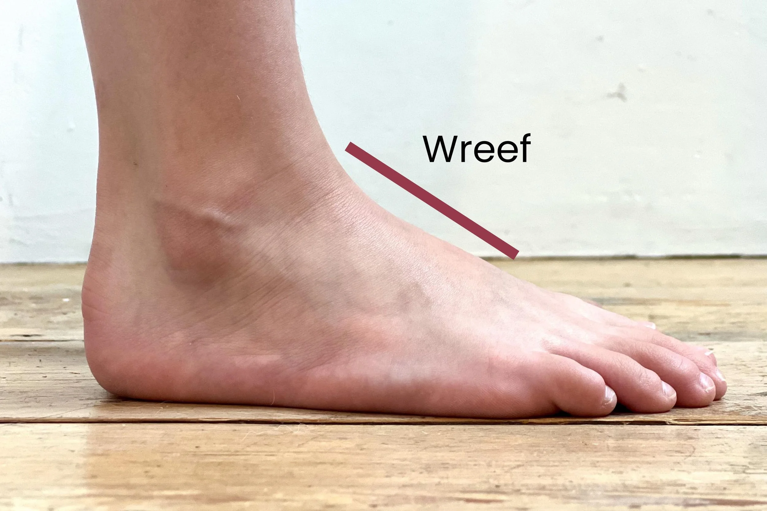 De Wreef Van De Voet