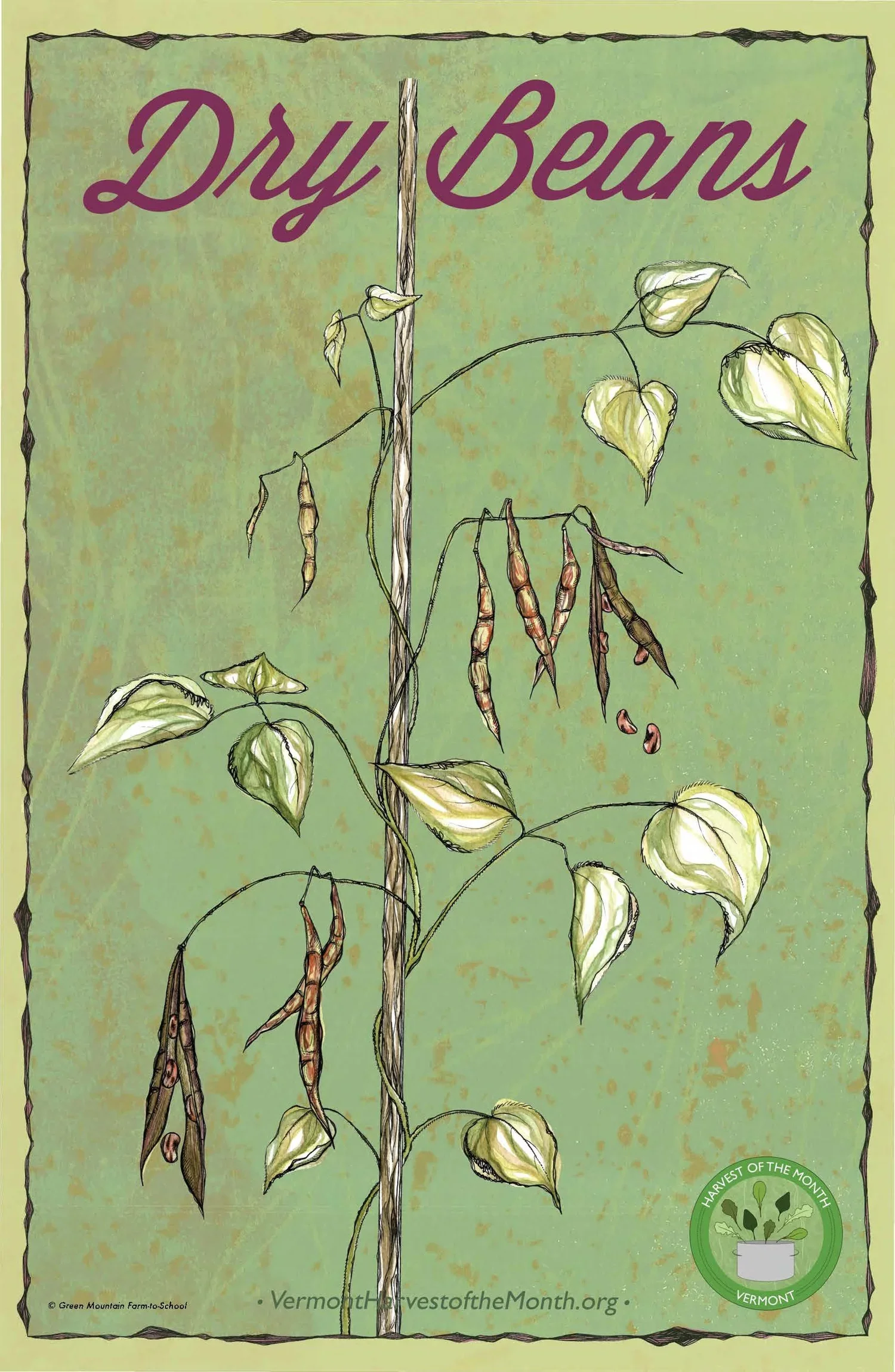 Vermont+Harvest+of+the+Month+-+Dry+Beans+-+English+Flyer.webp