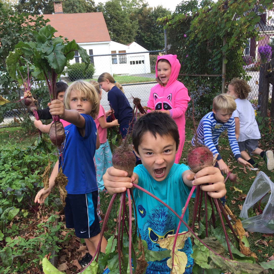 Group of children harvesting beets in a garden, some are holding beets and others are digging in the soil, with a house and trees in the background.