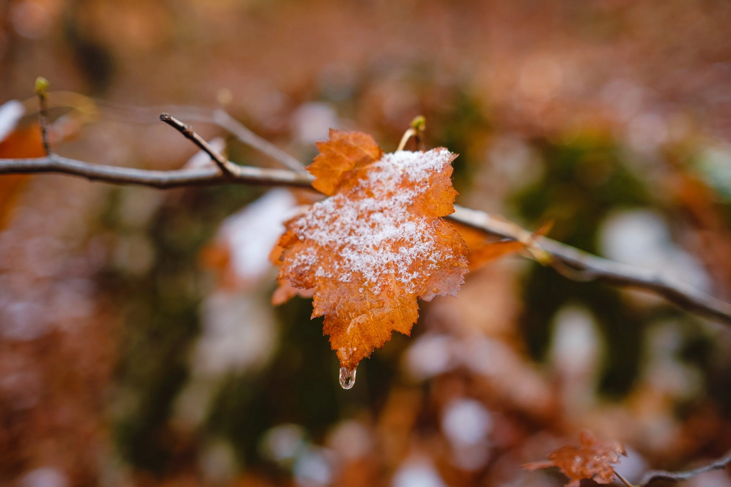 autumn leaf dusted with melting snow
