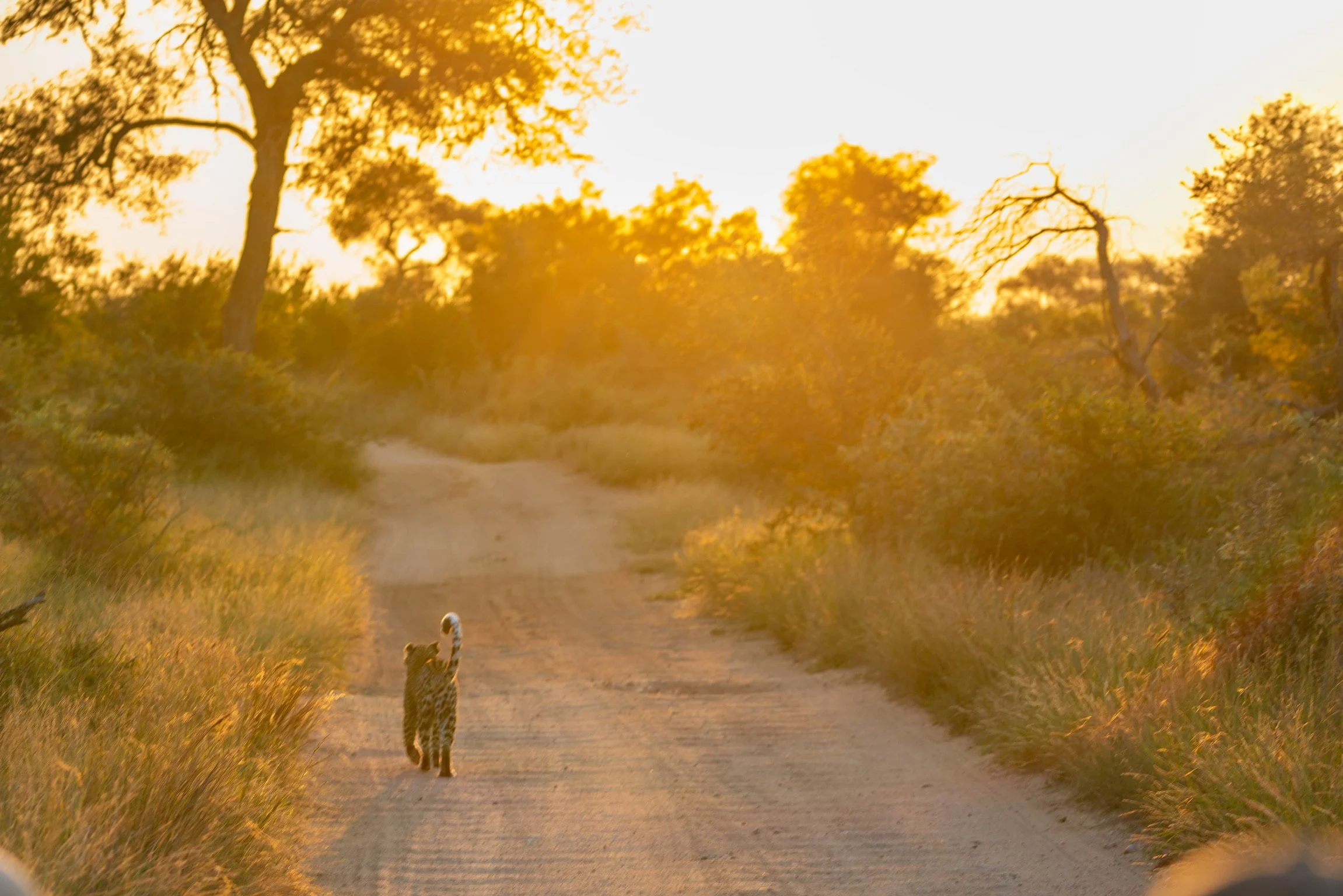 Mediterranean Light – Austral Light