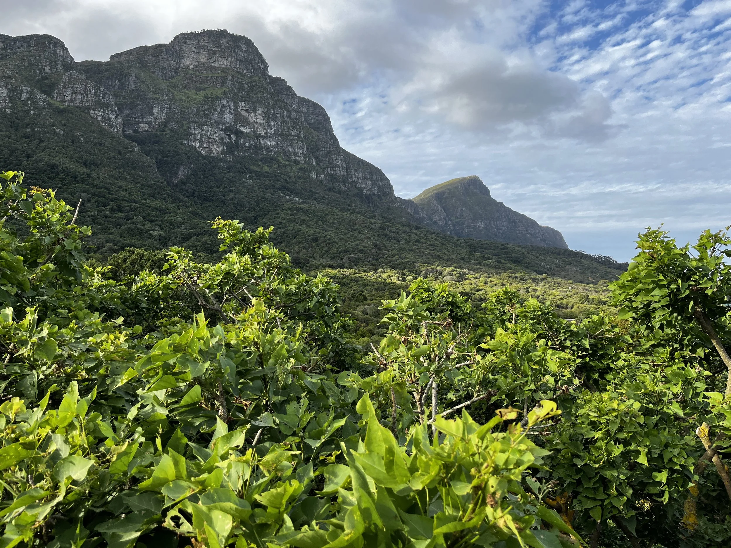 Kirstenbosch National Botanical Garden, Cape Town, South Africa, 2022.