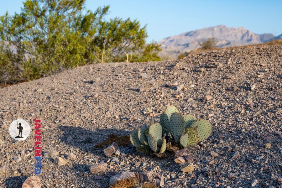 Cactus