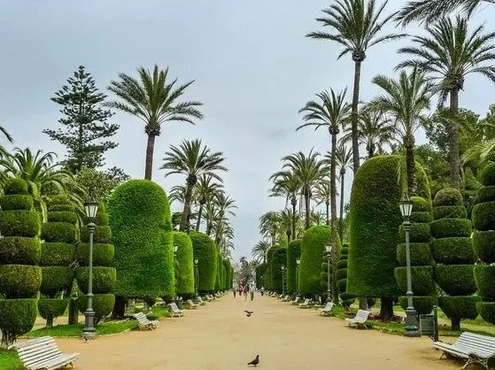 A wide pathway in a landscaped park with neatly trimmed hedges, tall palm trees, benches, street lamps, and a few birds on the ground.