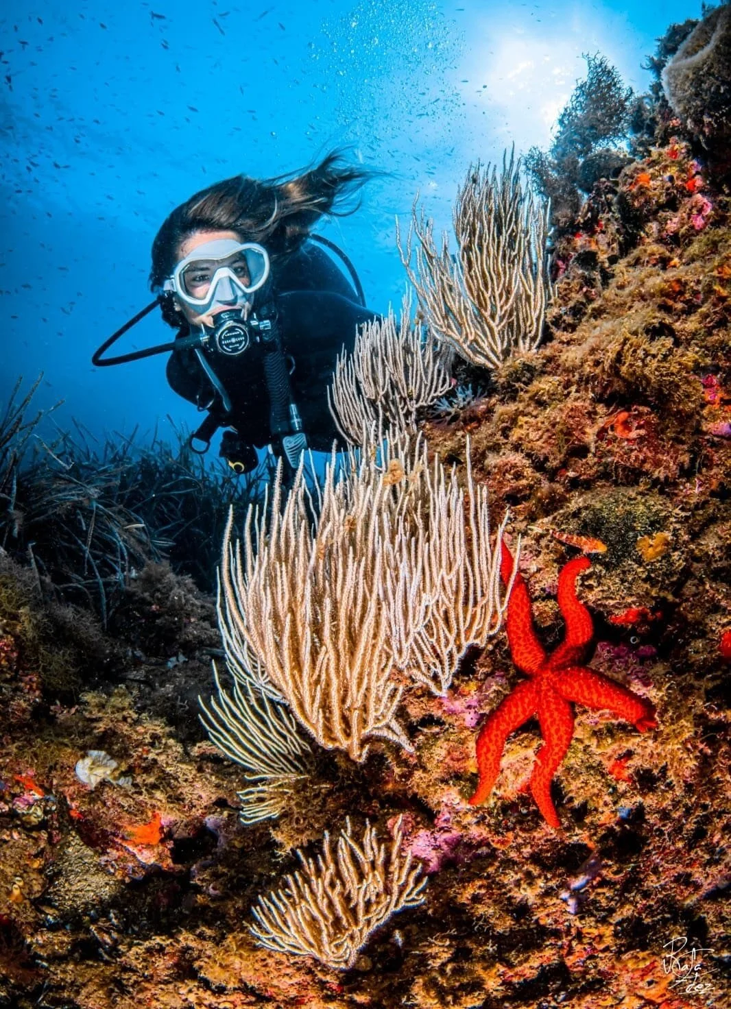 A female scuba diver exploring a coral reef with a red starfish on the rocks, surrounded by various corals and marine life.
