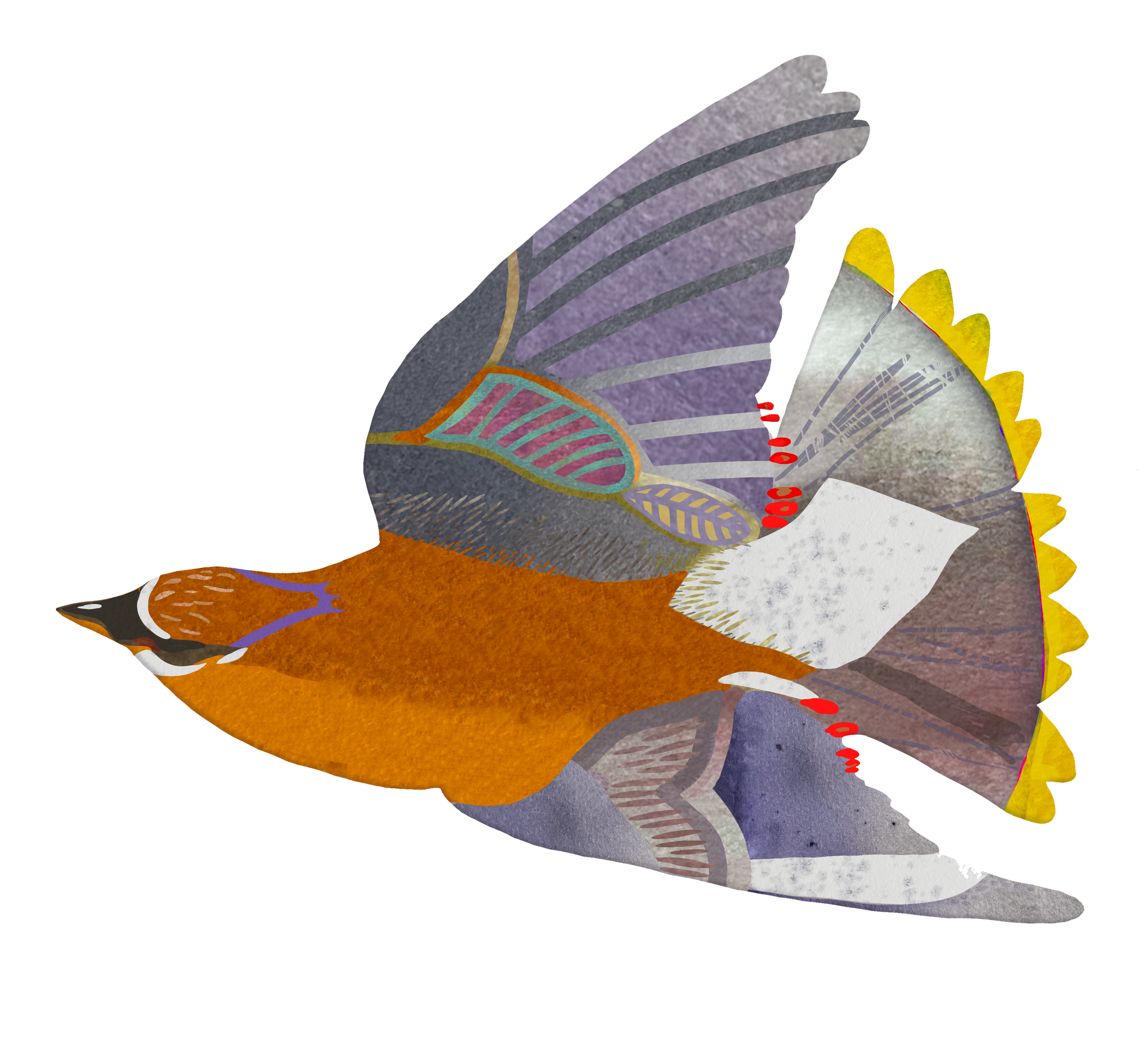 Cedar Waxwing I