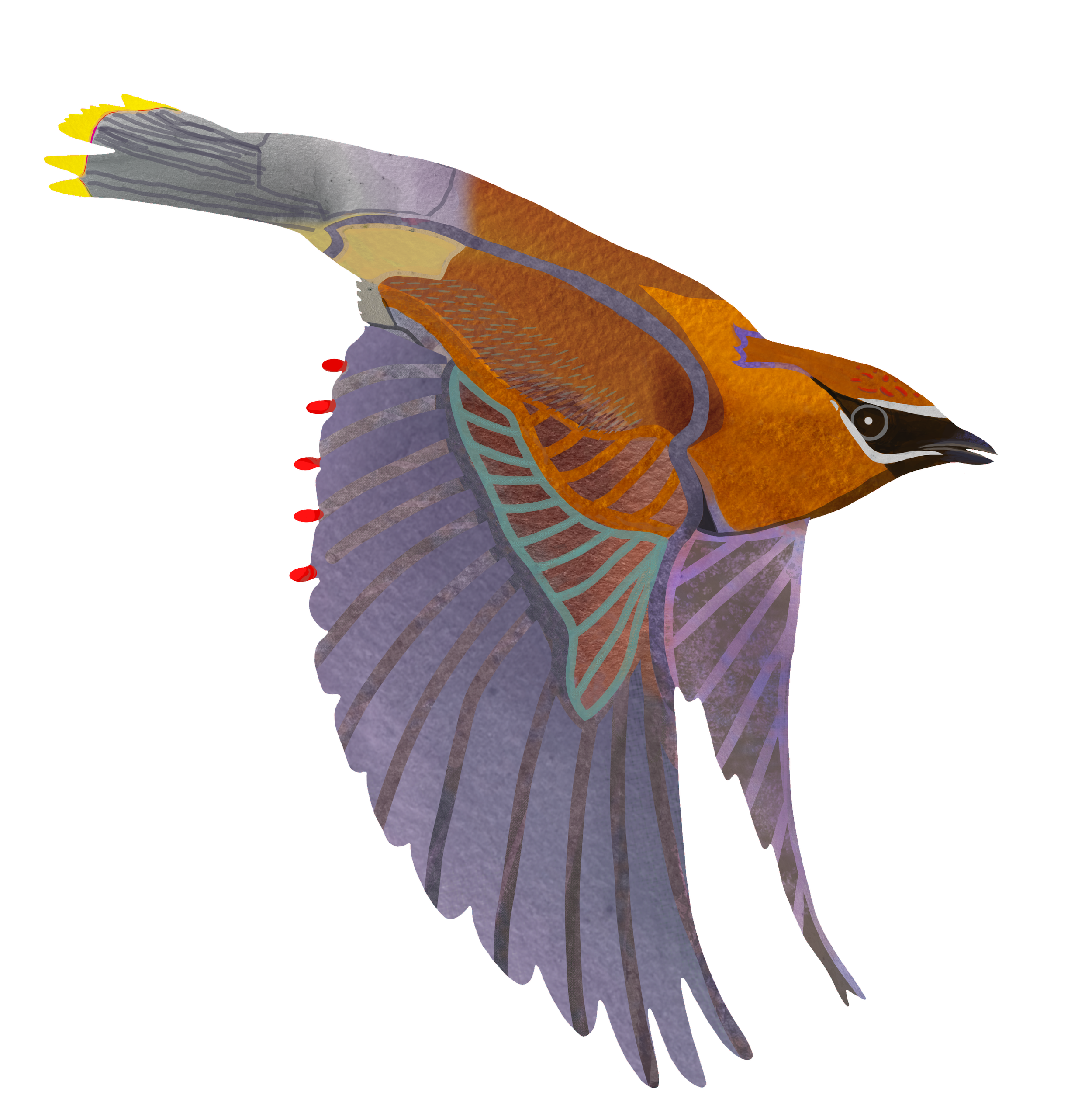 Cedar Waxwing II