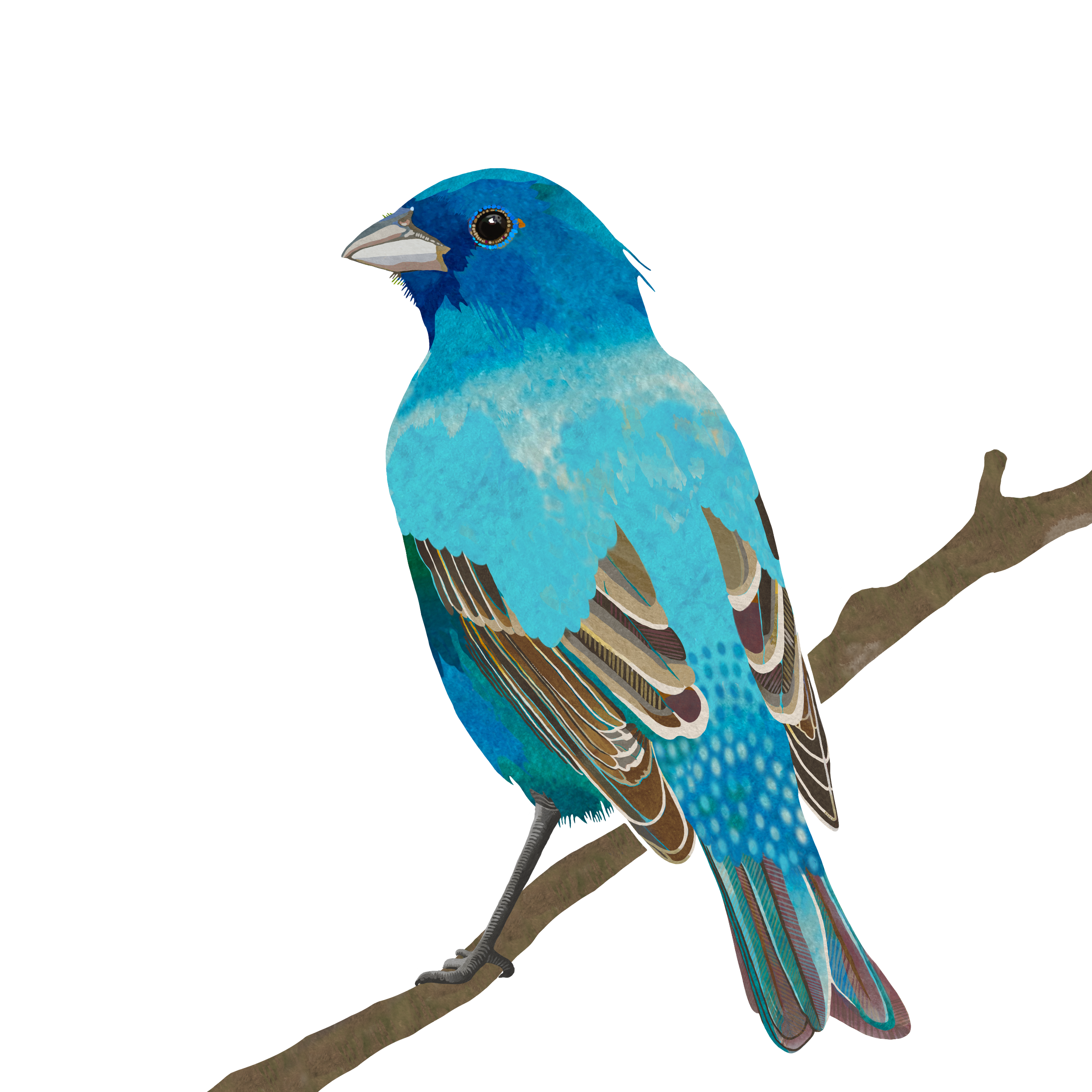  indigo bunting 2.png