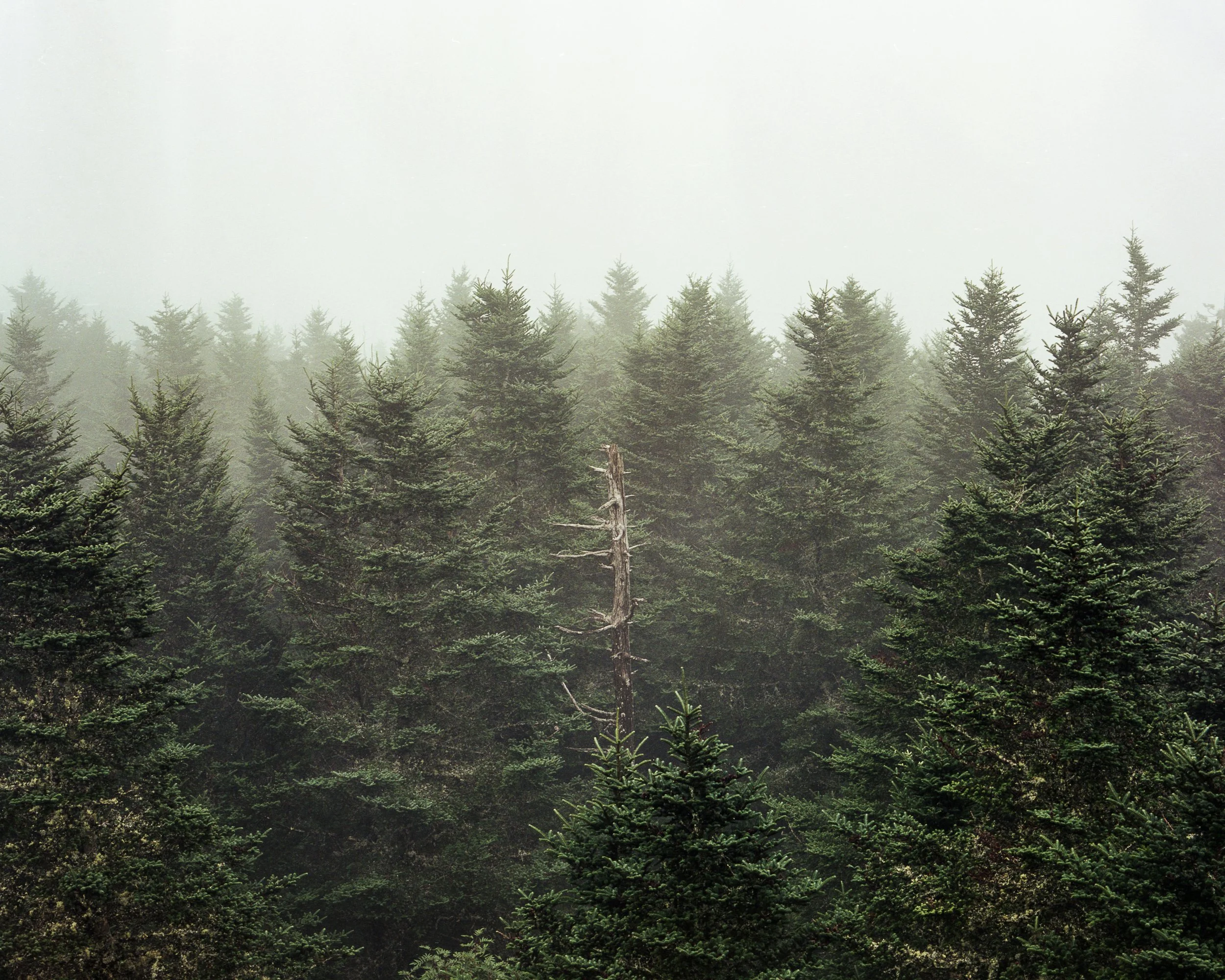 Culotta Smokies-1.jpg