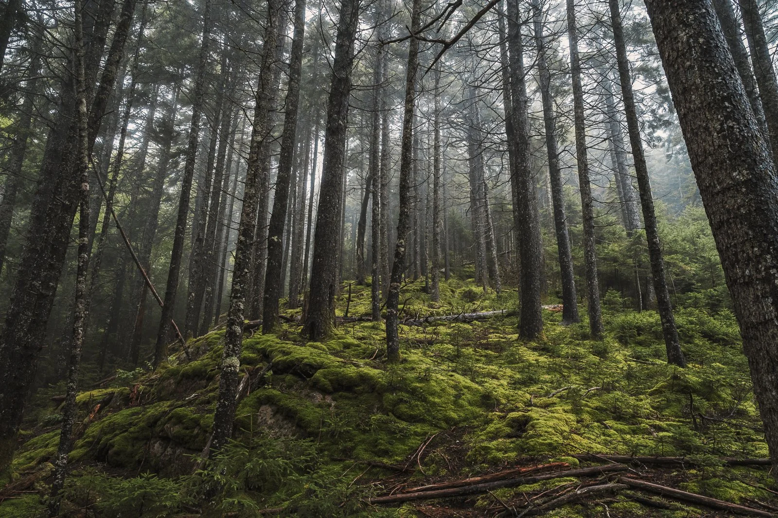 Acadia Rainy forest.jpg