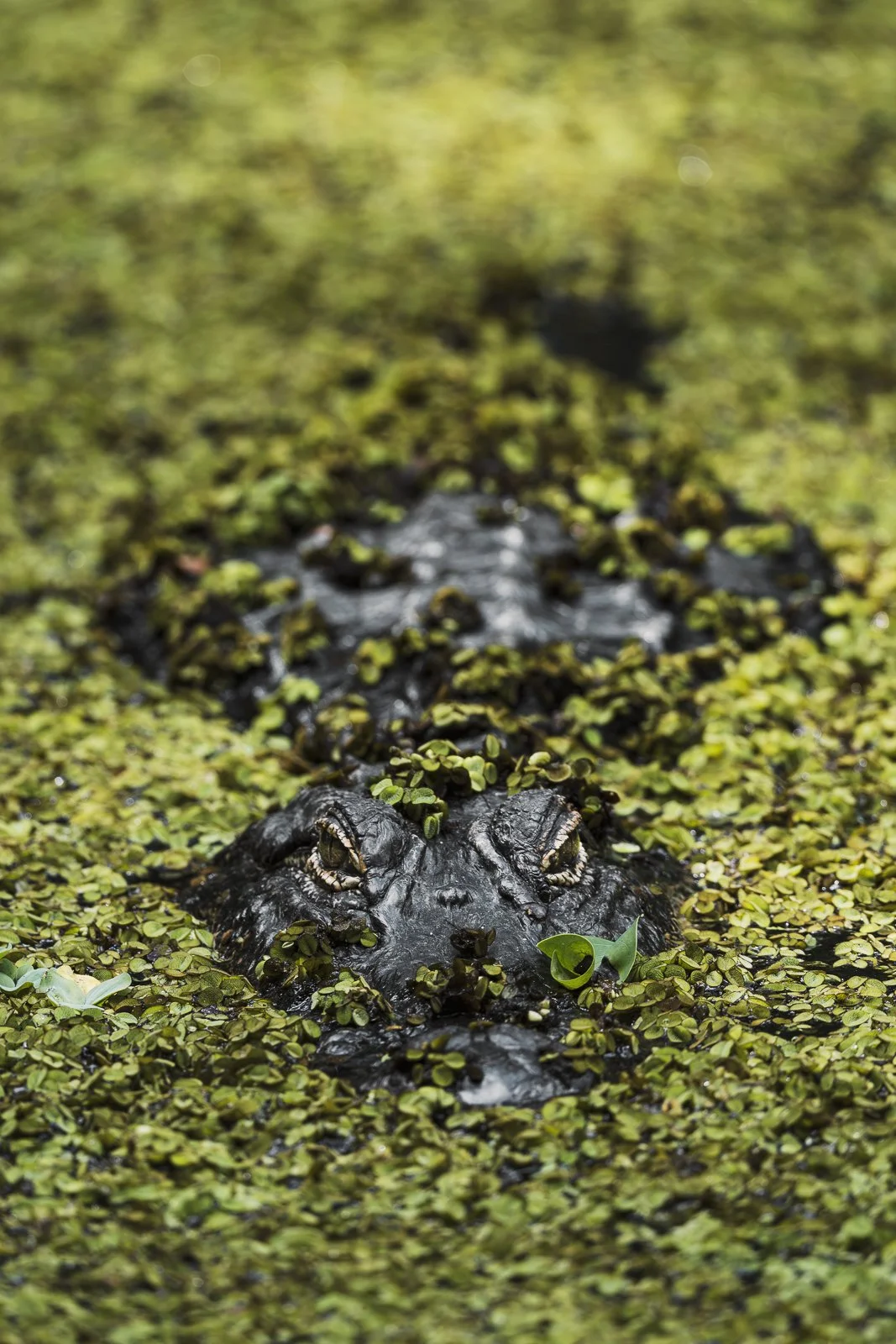 Gator in Duckweed.jpg