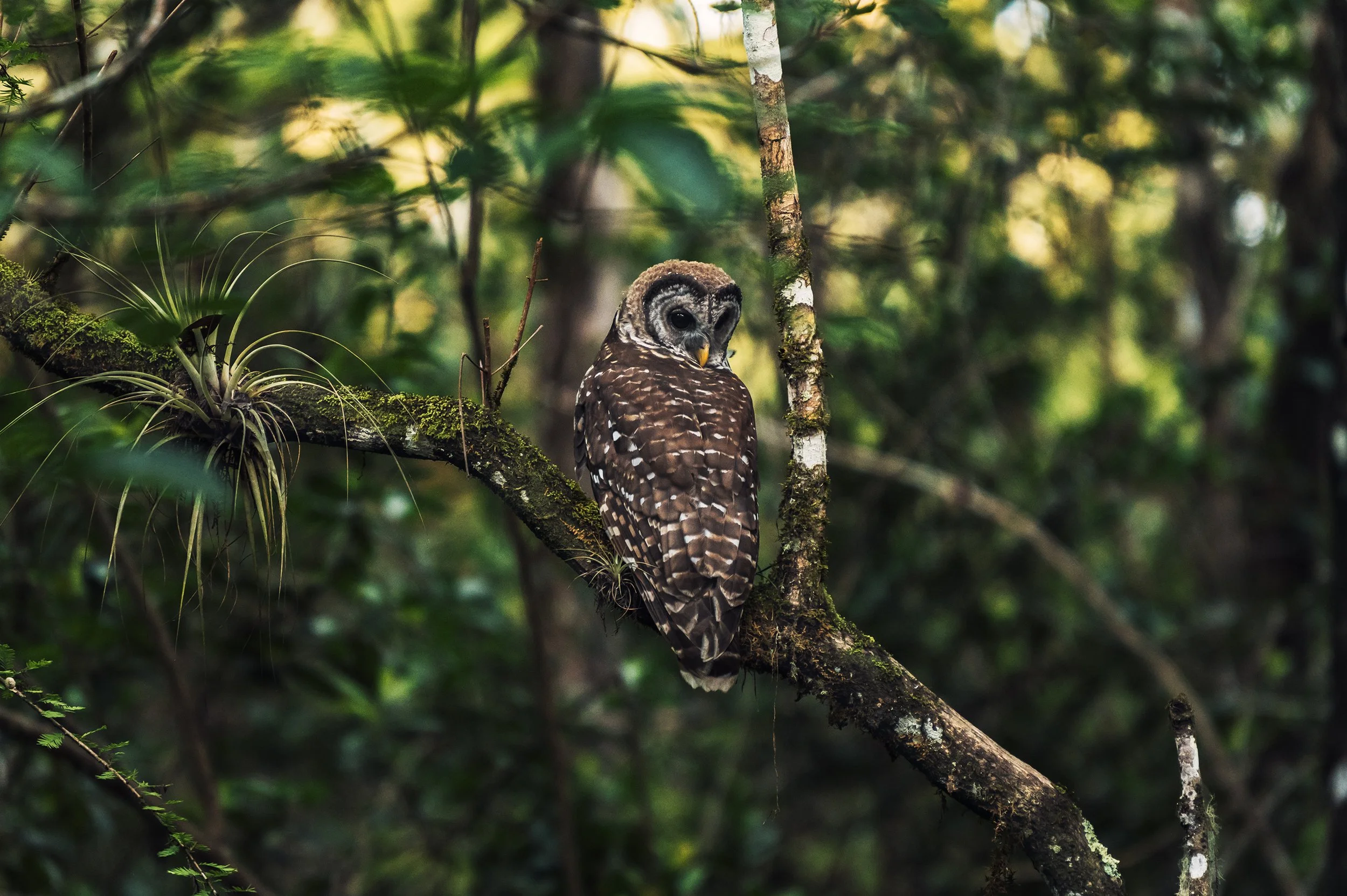 Barred Owl.jpg