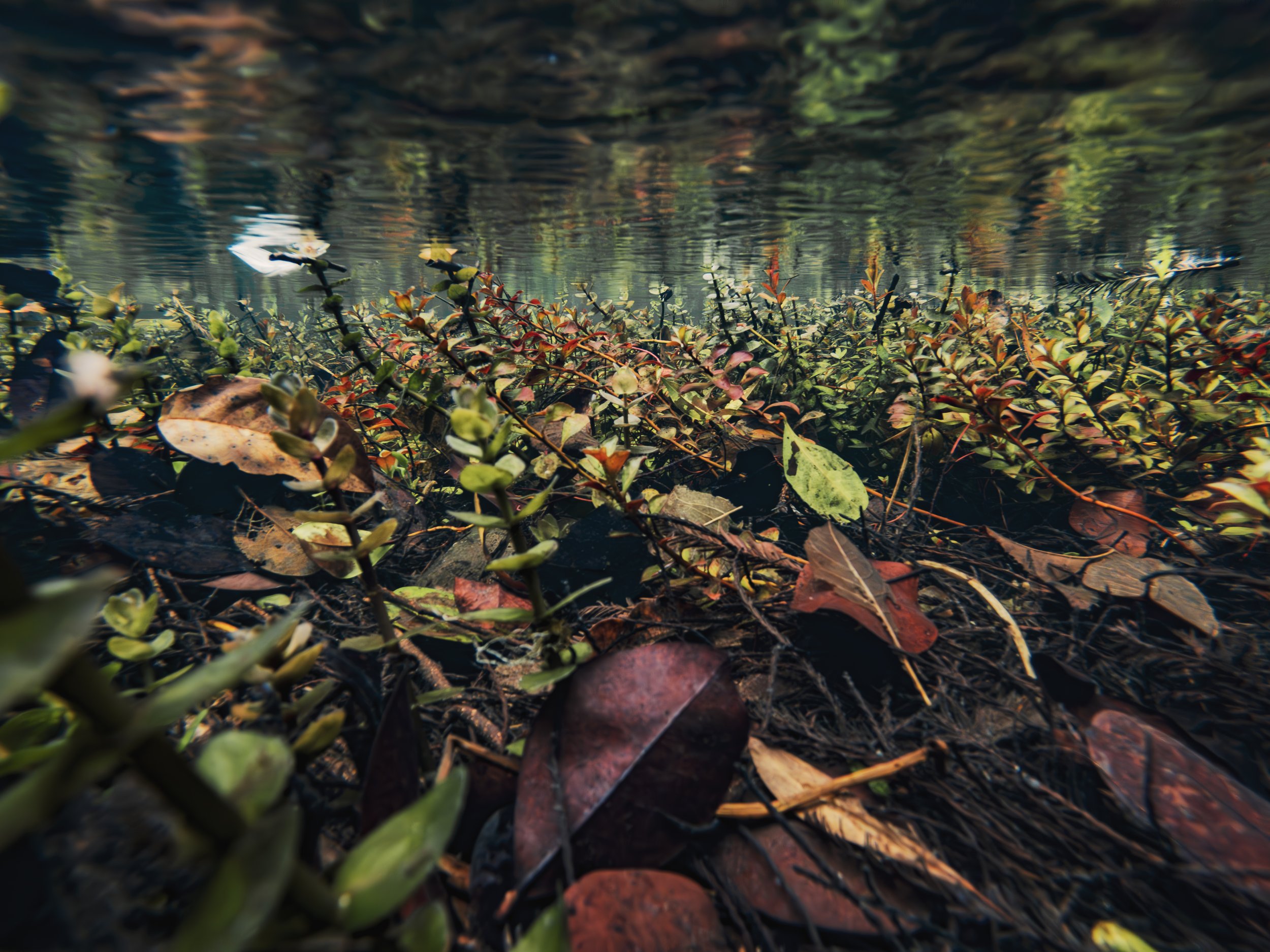 Aquatic Jungle-1.jpg