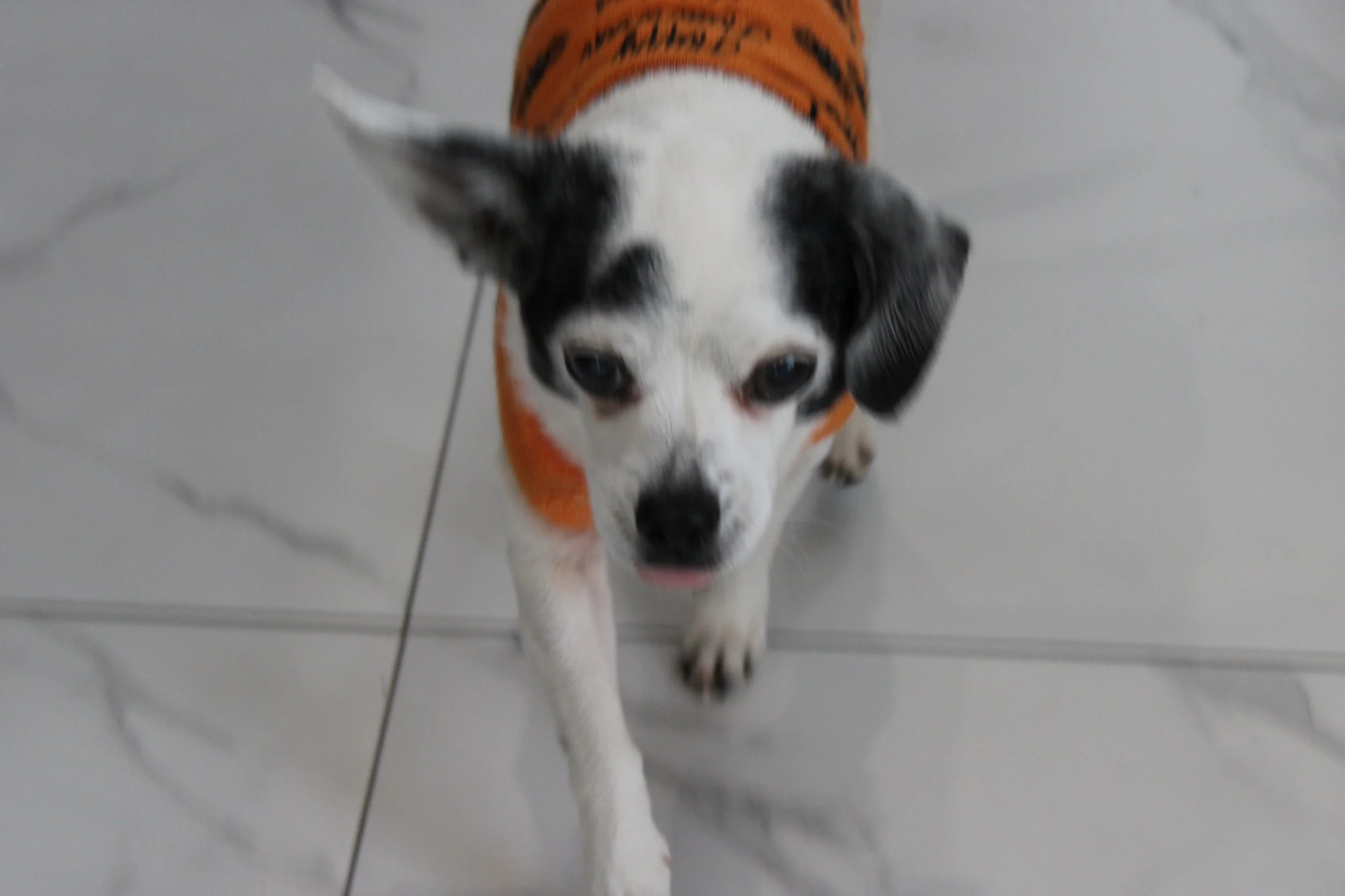 A small dog with black and white fur, wearing an orange Halloween-themed sweater, standing on a tiled floor and looking up.