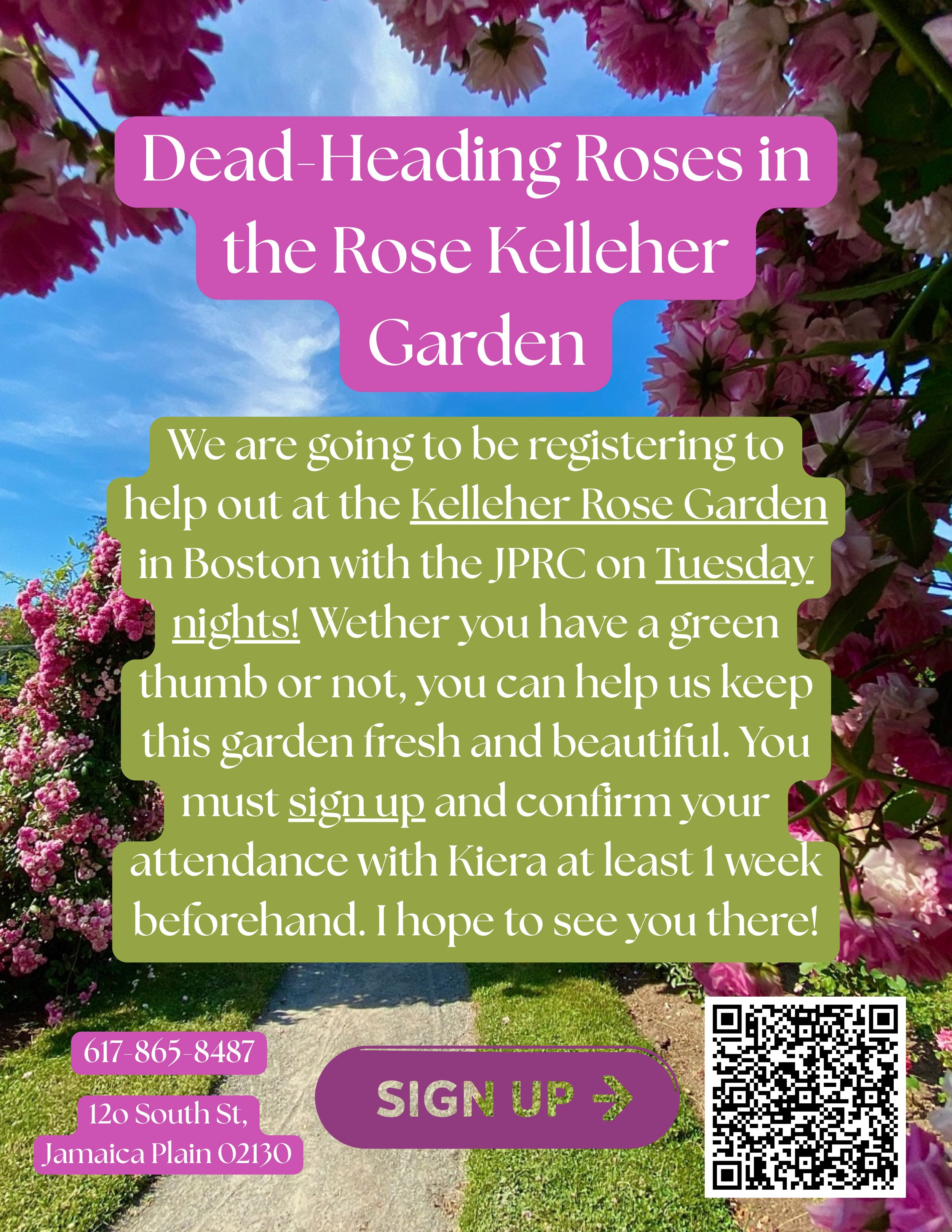 Dead-Heading Roses in the Rose Kelleher Garden