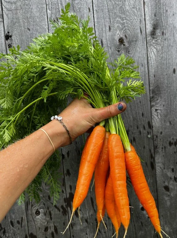 carrots.jpg