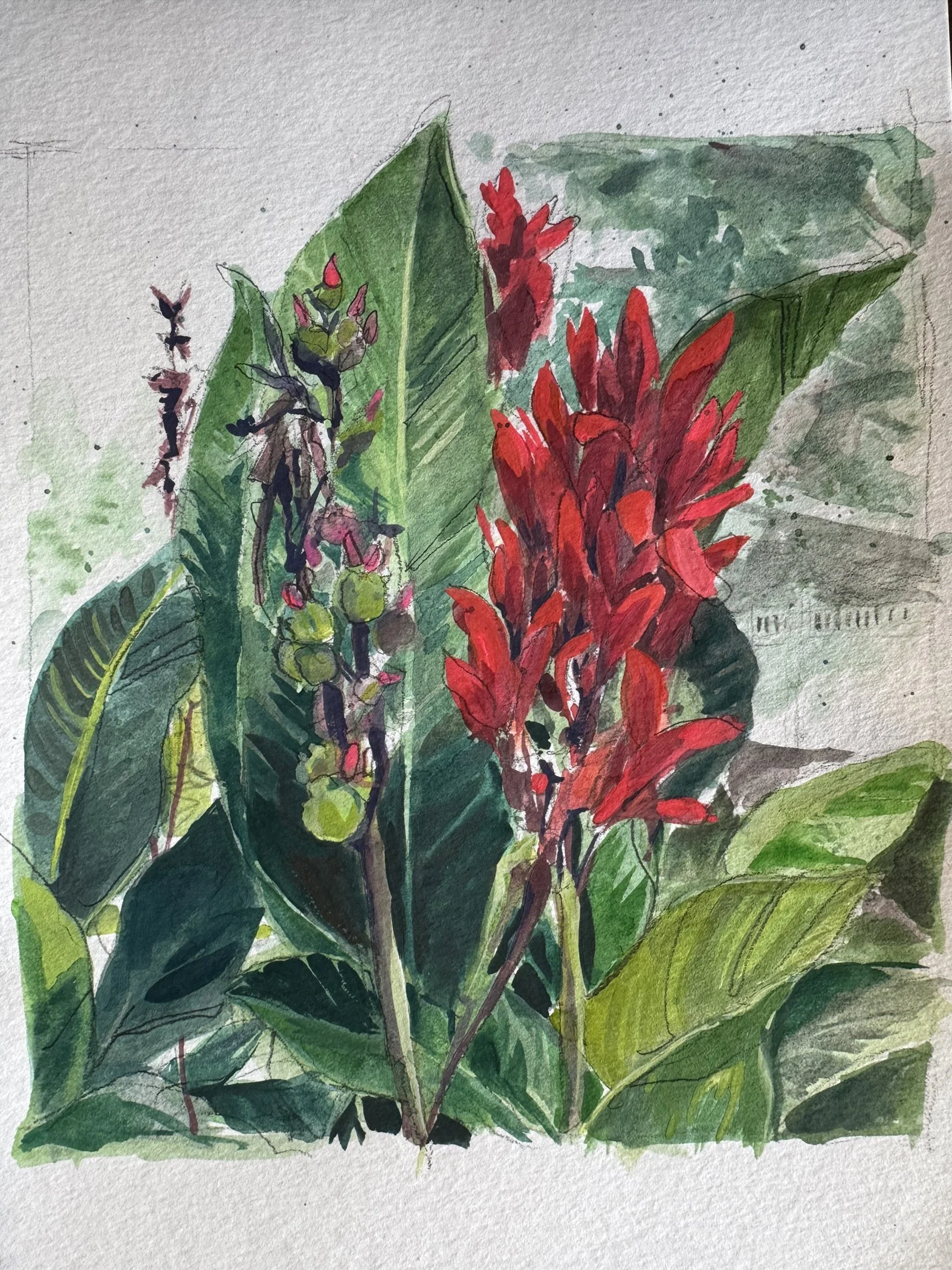 Canna  /  Gouache, Watercolor