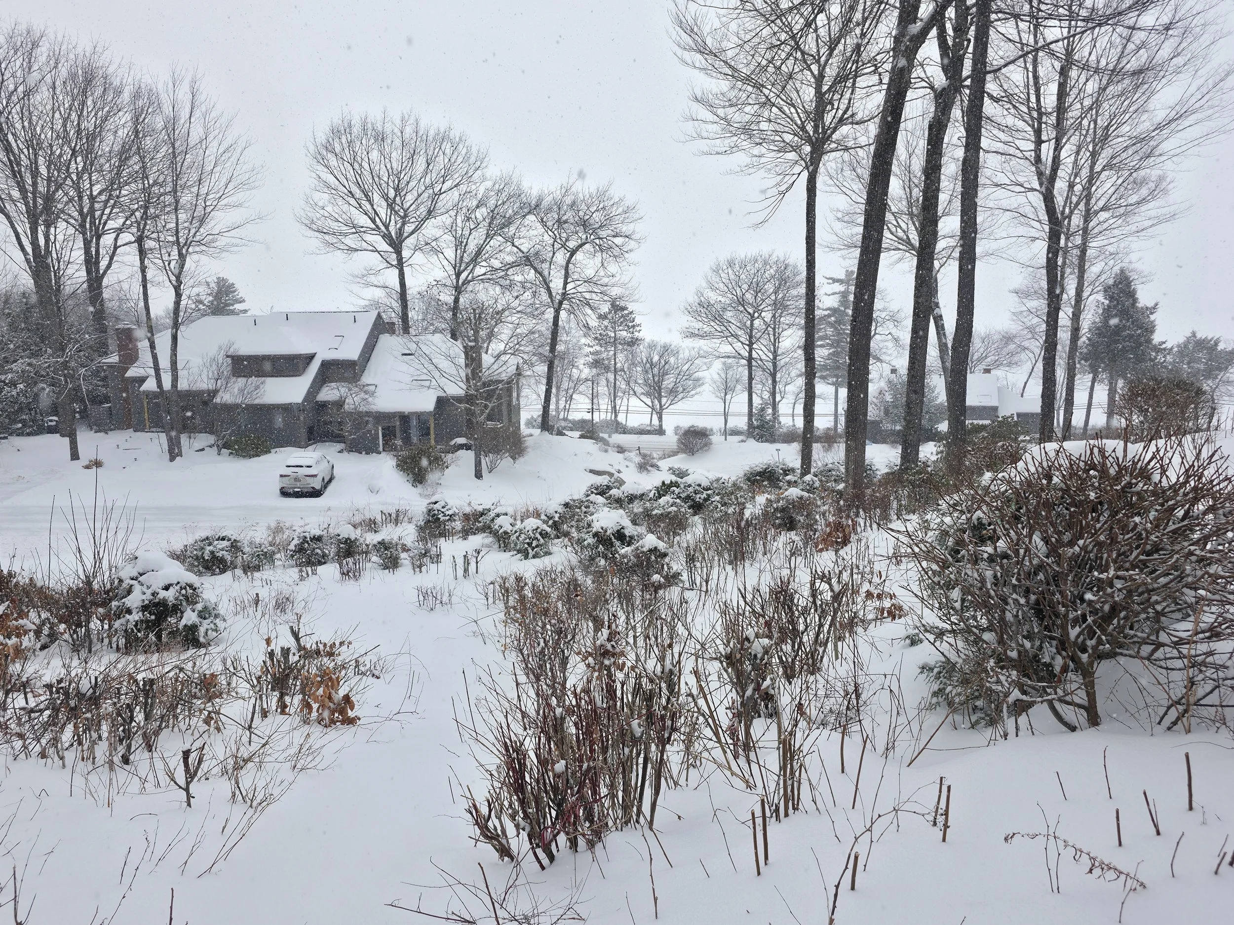 Snowstorm, Alexandria, January 7, 2026