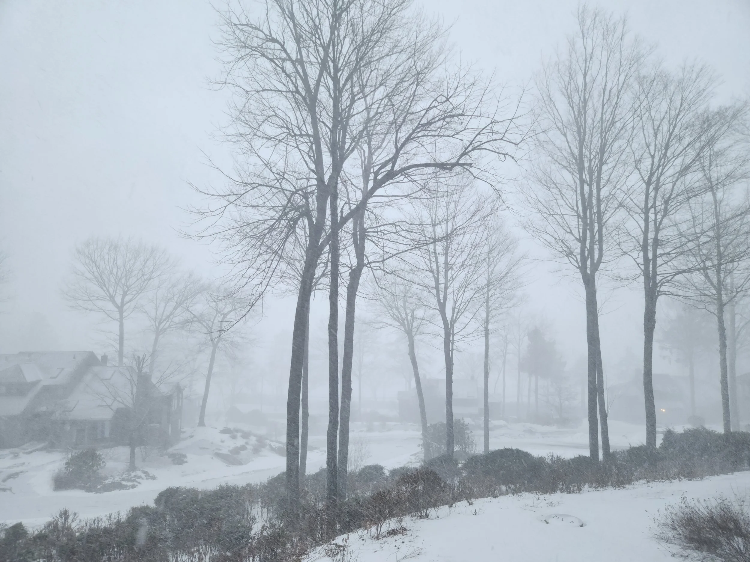 Snowstorm, Alexandria, January 28, 2025