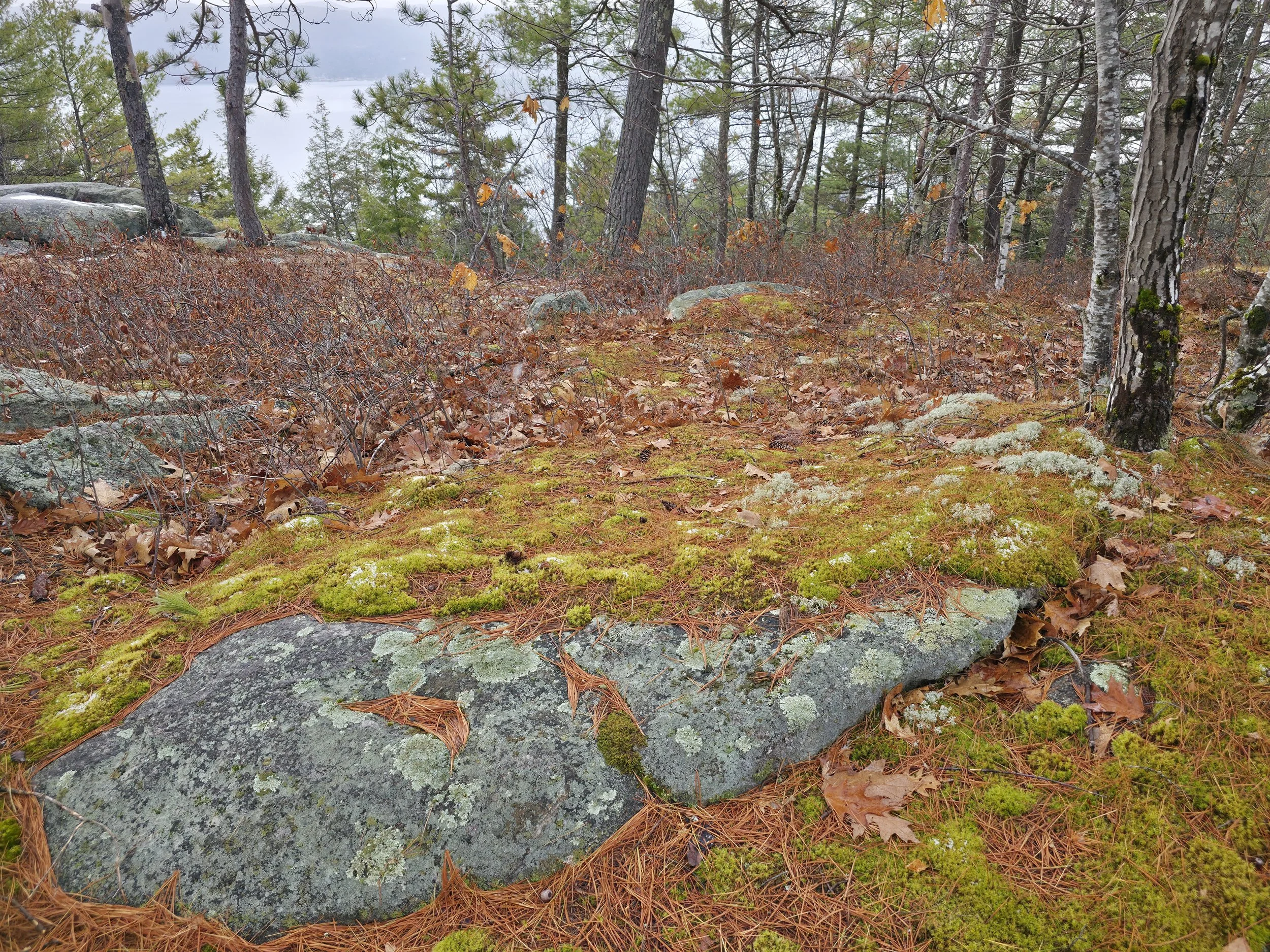 View from Big Sugarloaf mountain, Alexandria, November 12, 2025